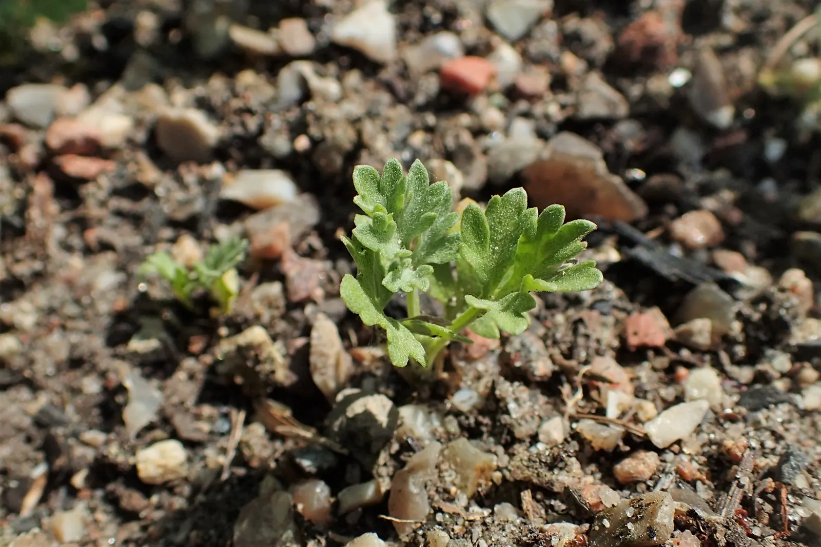 Common Wormwood, Absinth (Artemisia Absinthium) — it's well-adapted to withstand some cold and drought once established.<br><br>From a maintenance, image 44
