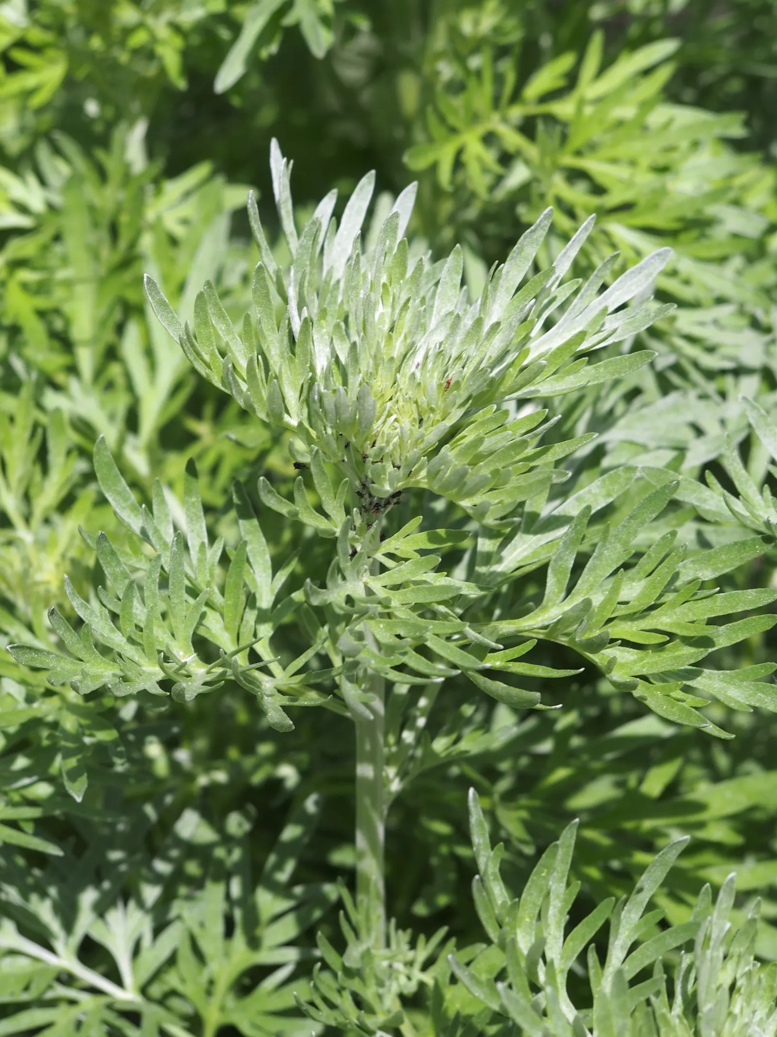 Common Wormwood, Absinth (Artemisia Absinthium) — and its practical applications in an eco-conscious garden space