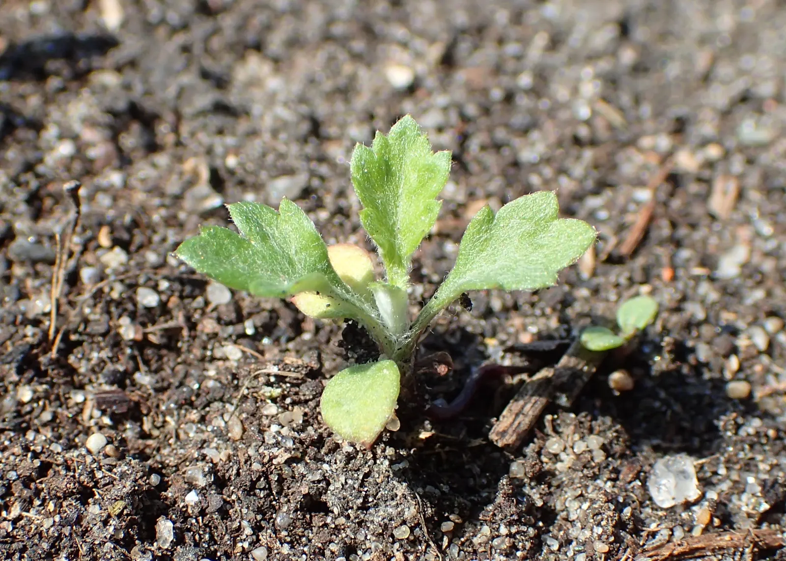 Common Wormwood, Absinth (Artemisia Absinthium) — adding another layer of utility to its already diverse palette of garden contributions; making it fitting for
