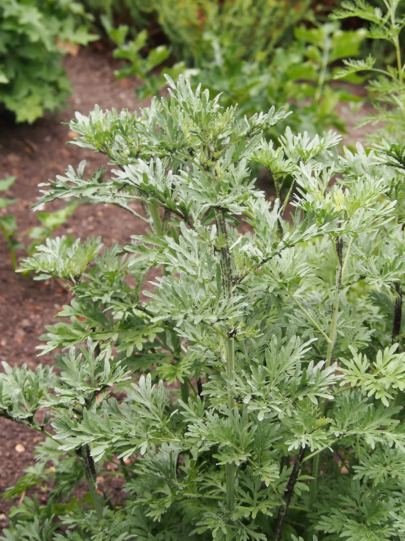 Common Wormwood, Absinth (Artemisia Absinthium) — commonly known as Common Wormwood or Absinth; renowned for its use in absinthe, it thrives in, image 55