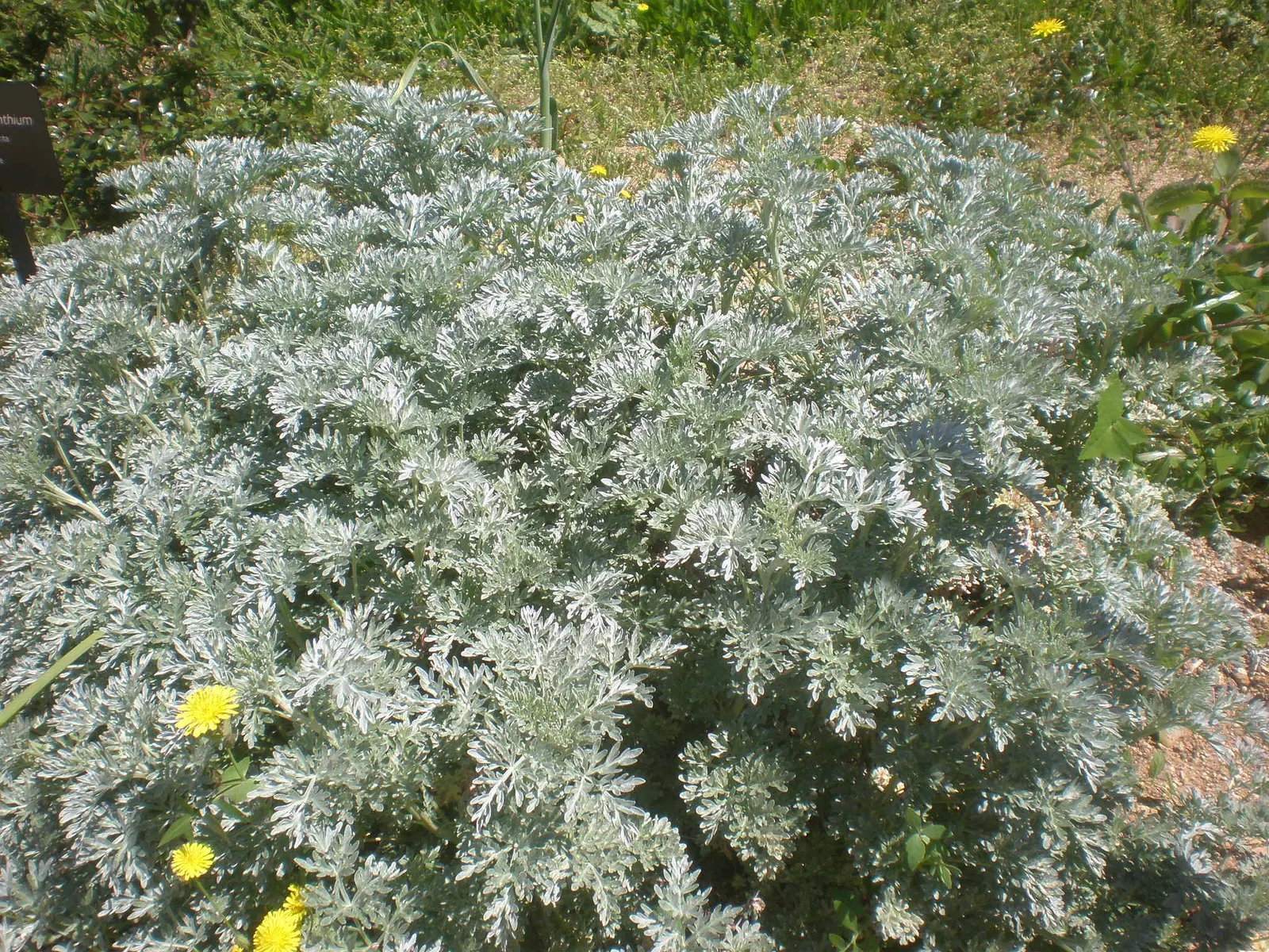 Common Wormwood, Absinth (Artemisia Absinthium) — perennial plant with silvery-green; albeit not overtly ornamental