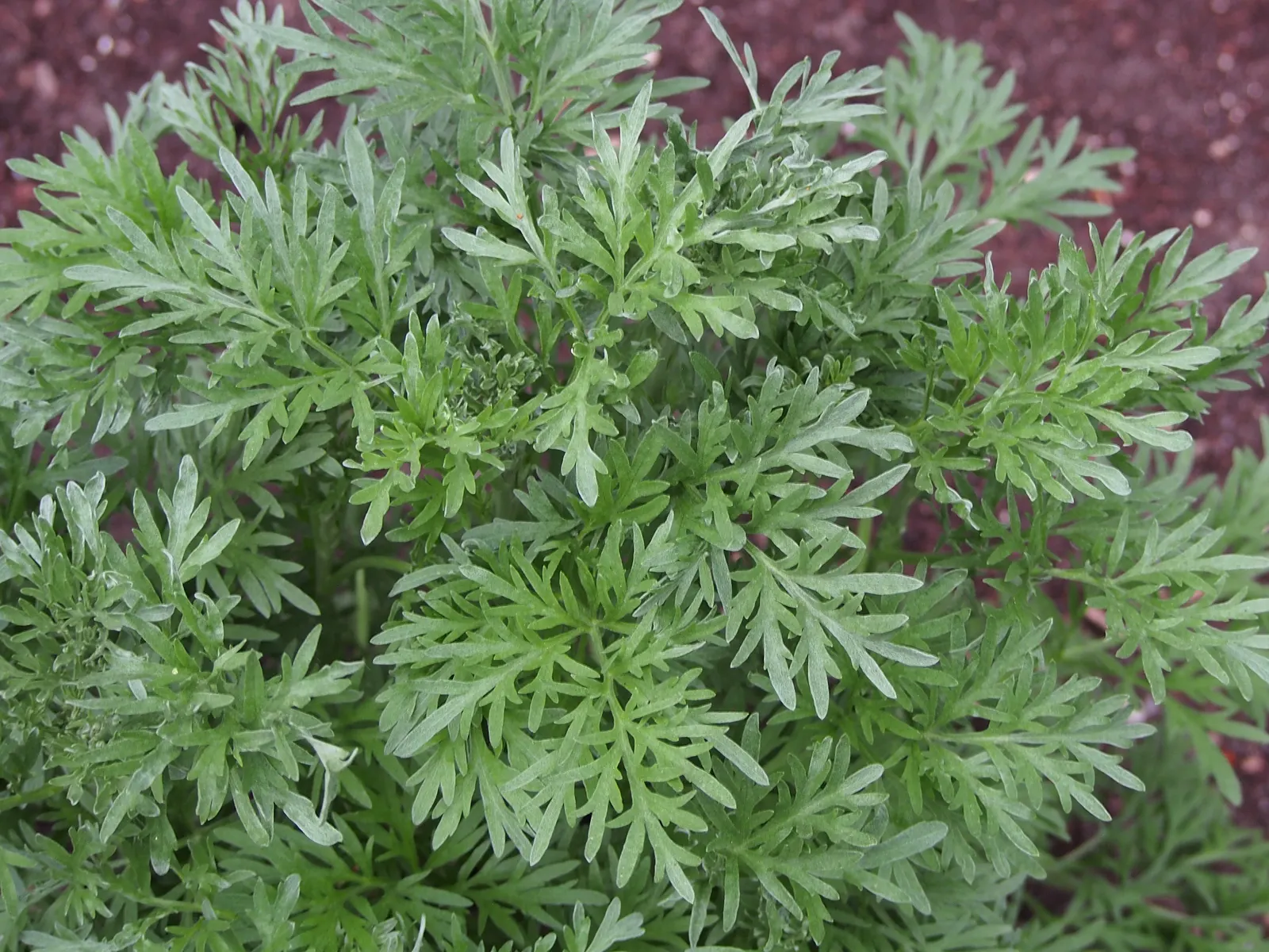Common Wormwood, Absinth (Artemisia Absinthium) — Renowned for its use in absinthe, it thrives in full sun and well-drained soils; its silver-hued, image 58