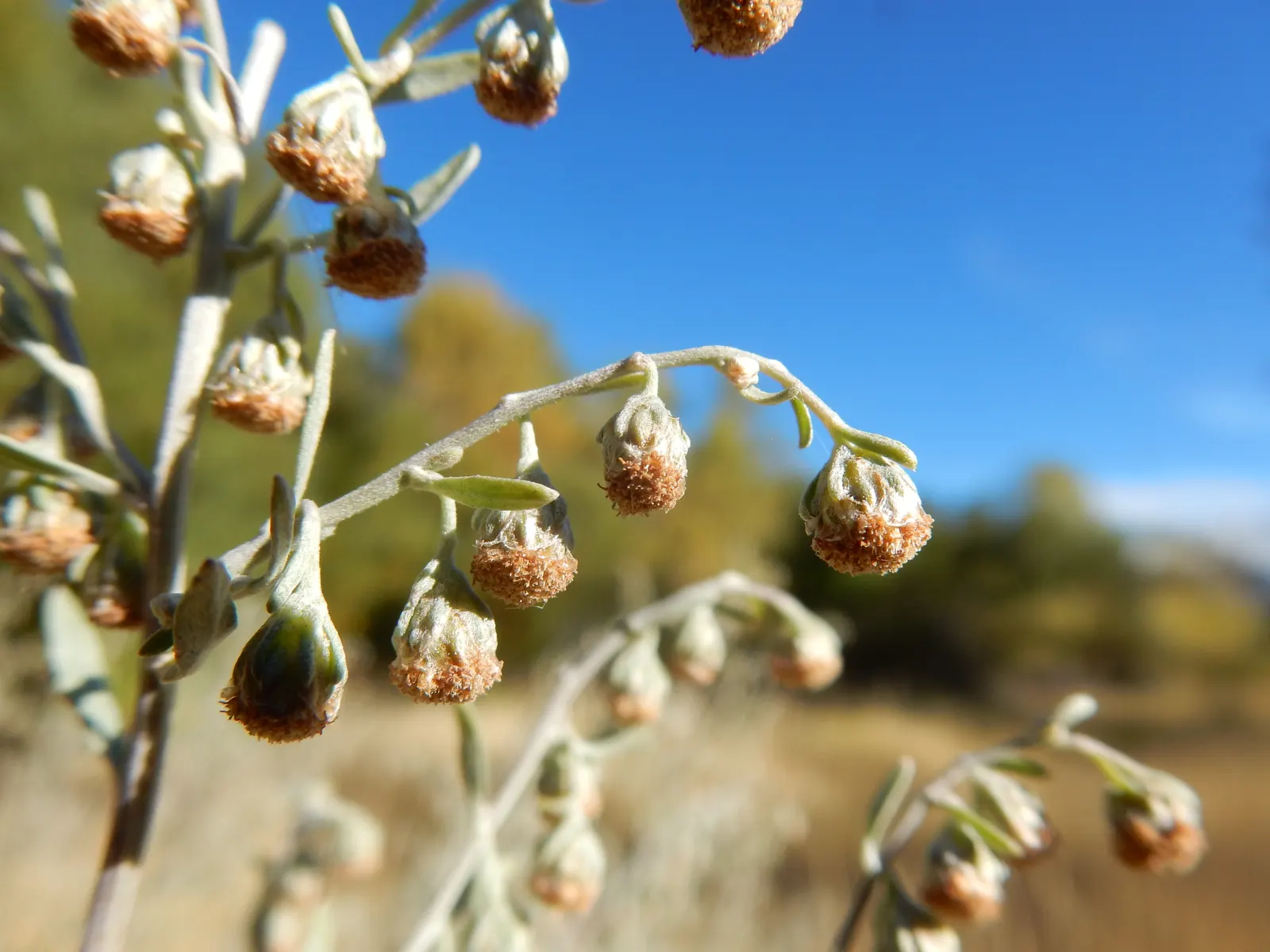 Common Wormwood, Absinth (Artemisia Absinthium) — commonly known as Common Wormwood or Absinth; renowned for its use in absinthe, it thrives in full sun and