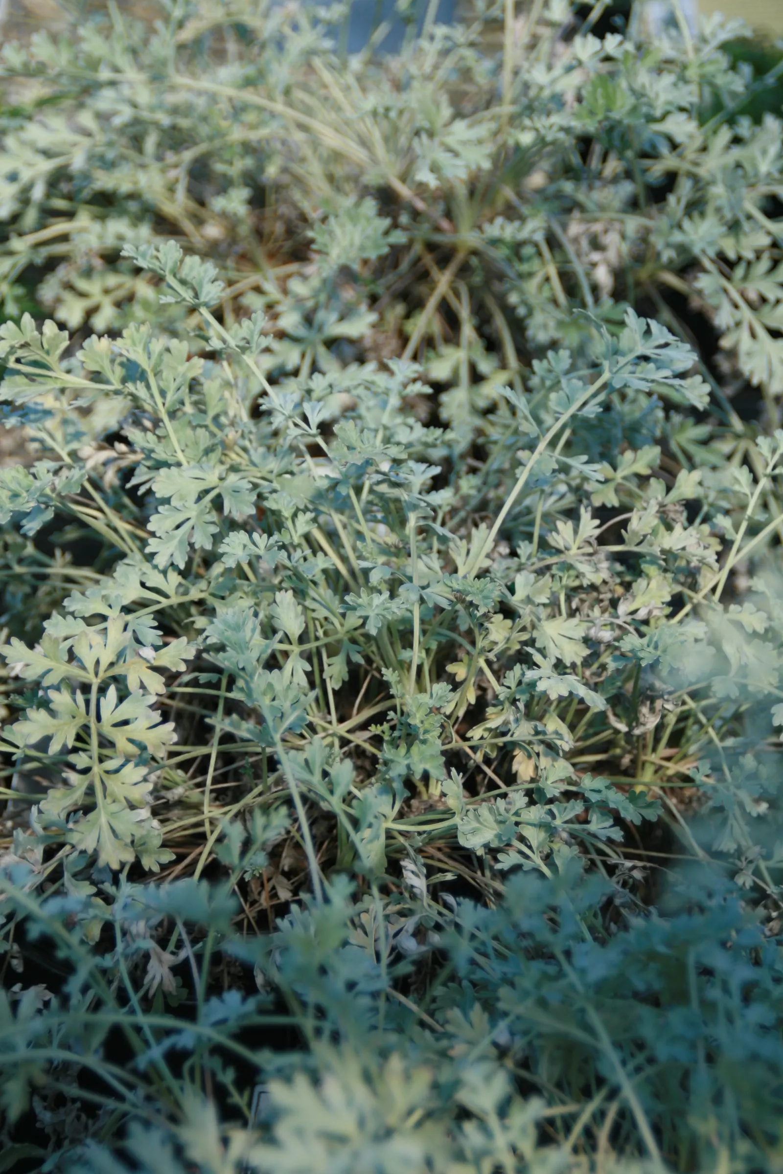 Common Wormwood, Absinth (Artemisia Absinthium) — consider its utility as a textural contrast to other garden plants