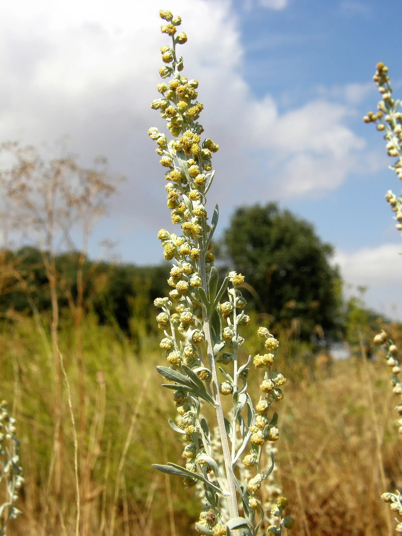 Common Wormwood, Absinth (Artemisia Absinthium) — albeit not overtly ornamental; occasional pruning can be employed to maintain its compact shape and encourage
