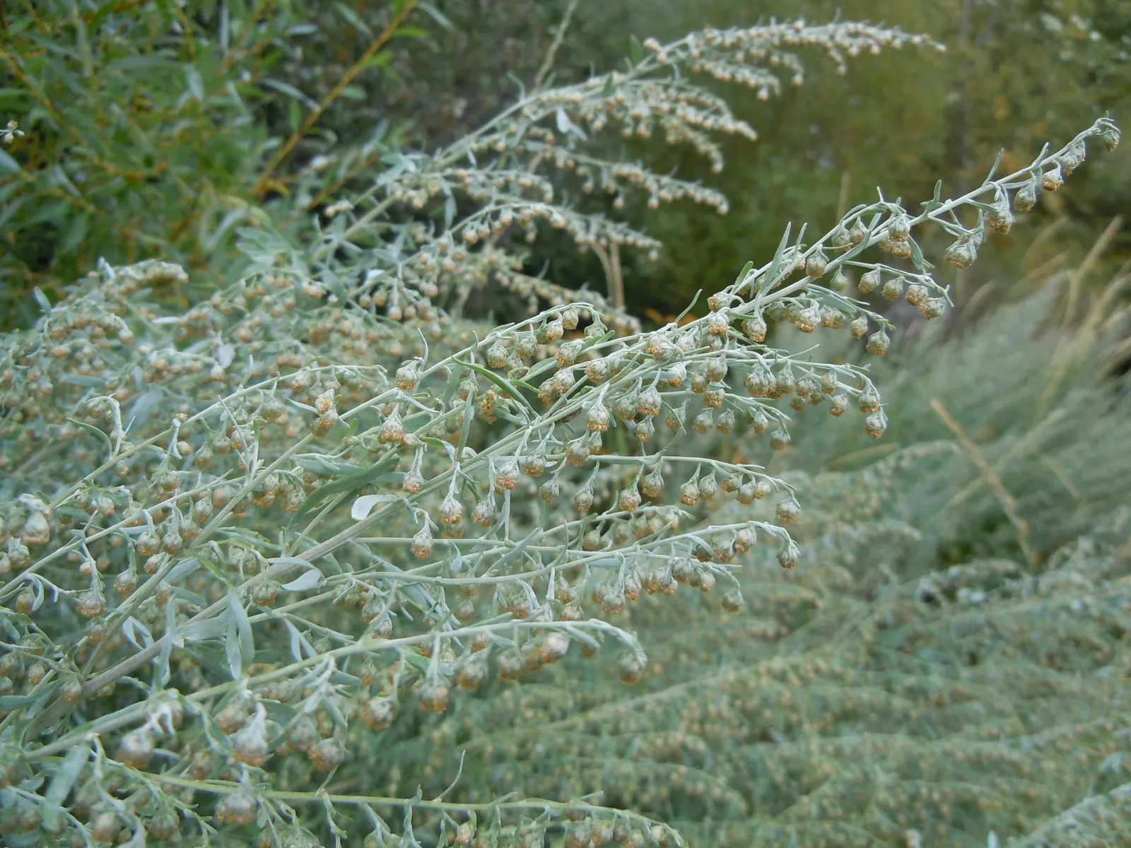Common Wormwood, Absinth (Artemisia Absinthium) — The plant demands well-drained soil and is particularly tolerant of dry