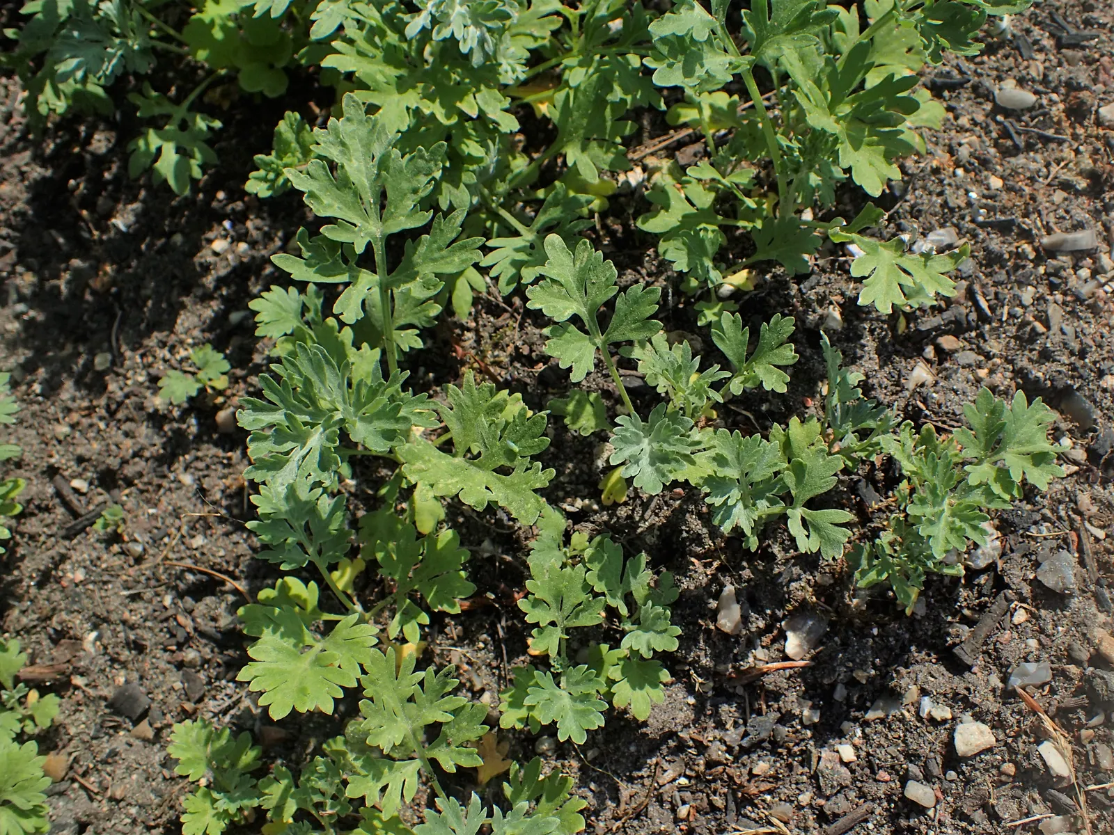 Common Wormwood, Absinth (Artemisia Absinthium) — perennial plant with silvery-green; albeit not overtly ornamental, image 56