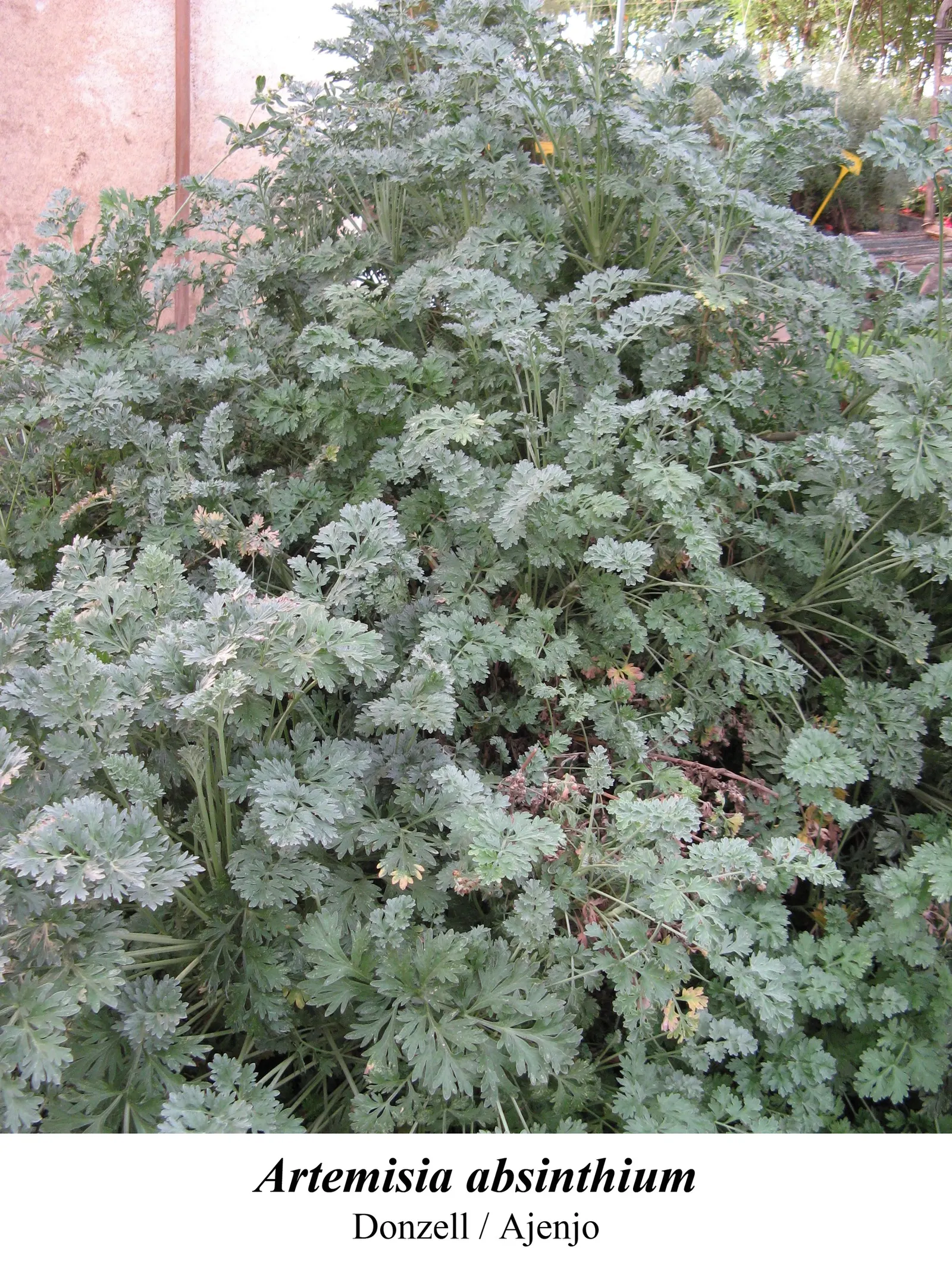 Common Wormwood, Absinth (Artemisia Absinthium) — This species typically reaches heights of 2 to 3 feet with a similar spread