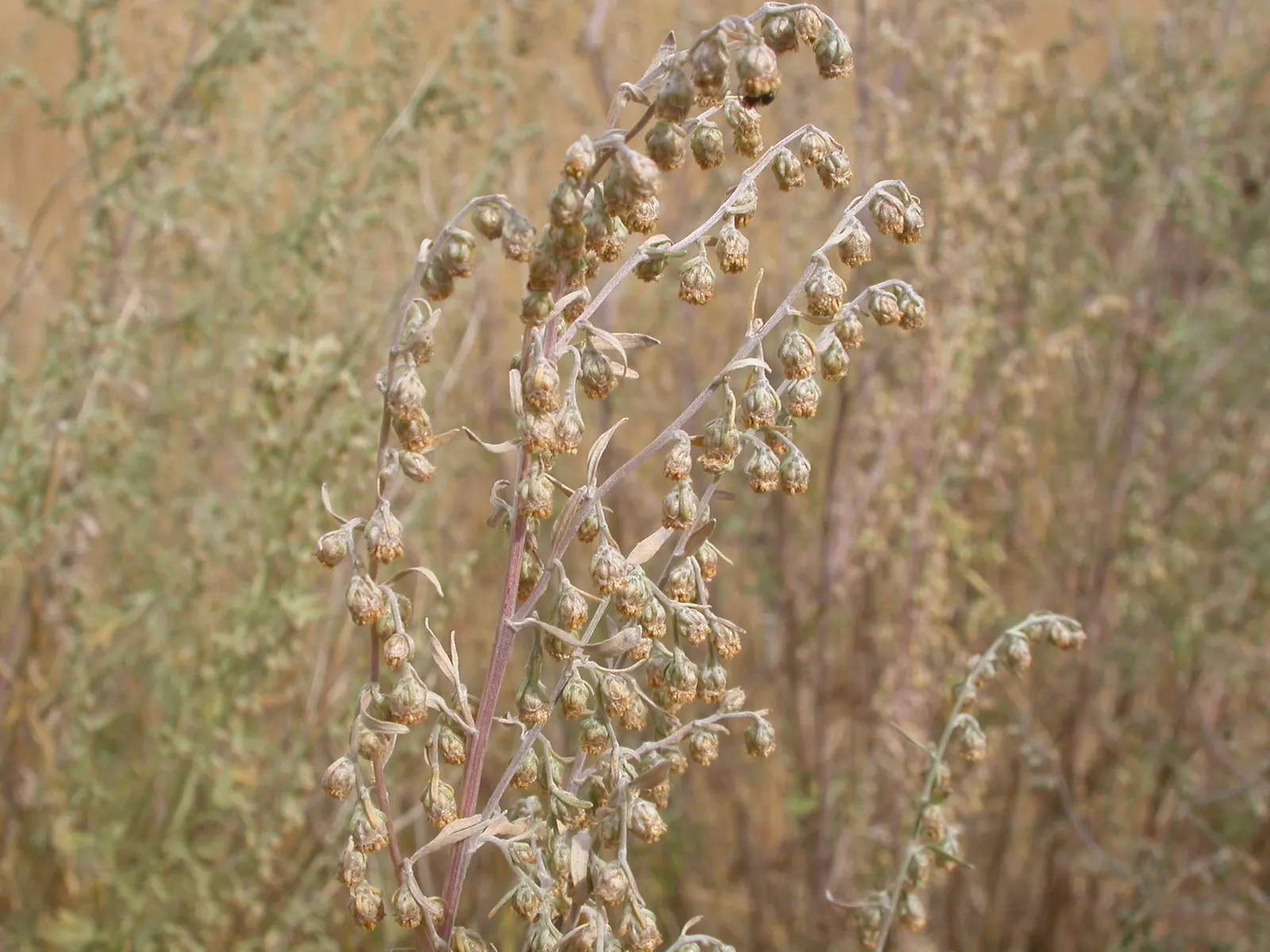 Common Wormwood, Absinth (Artemisia Absinthium) — This drought-tolerant species grows 2-4 feet in height and spreads 2-3 feet wide; artemisia absinthium is a