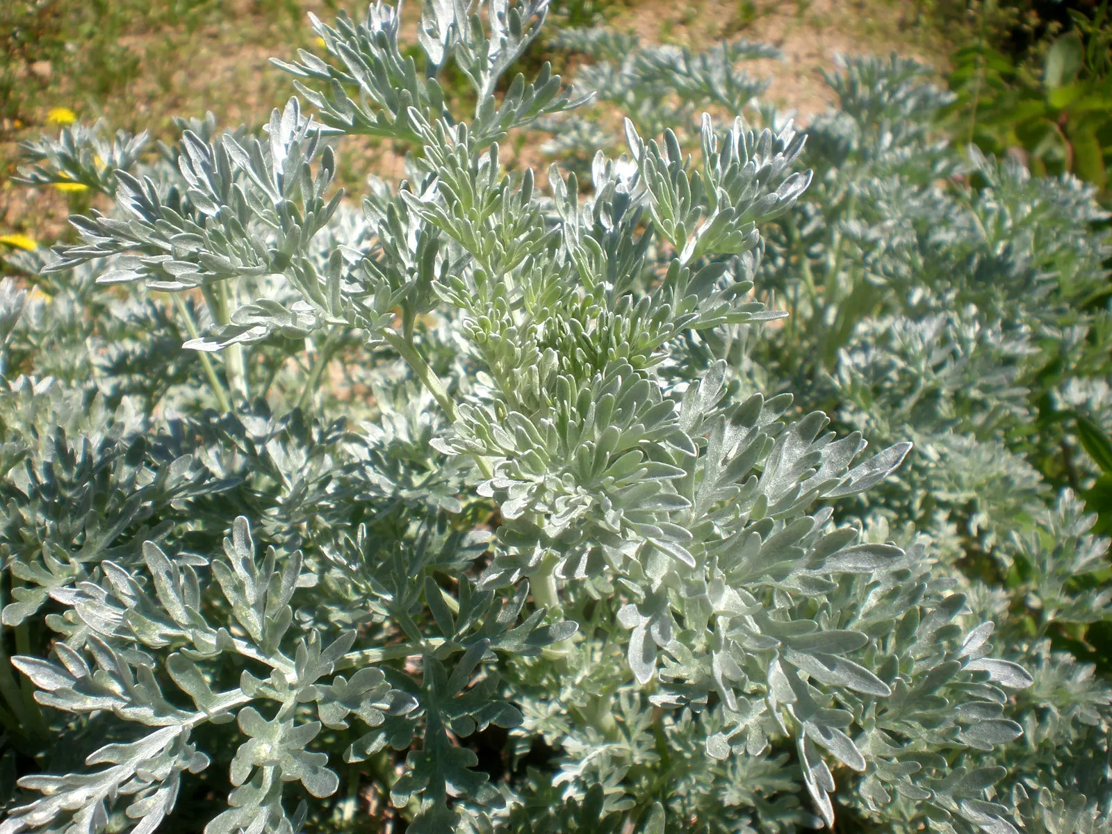 Common Wormwood, Absinth (Artemisia Absinthium) — requiring minimal attention once successfully situated
