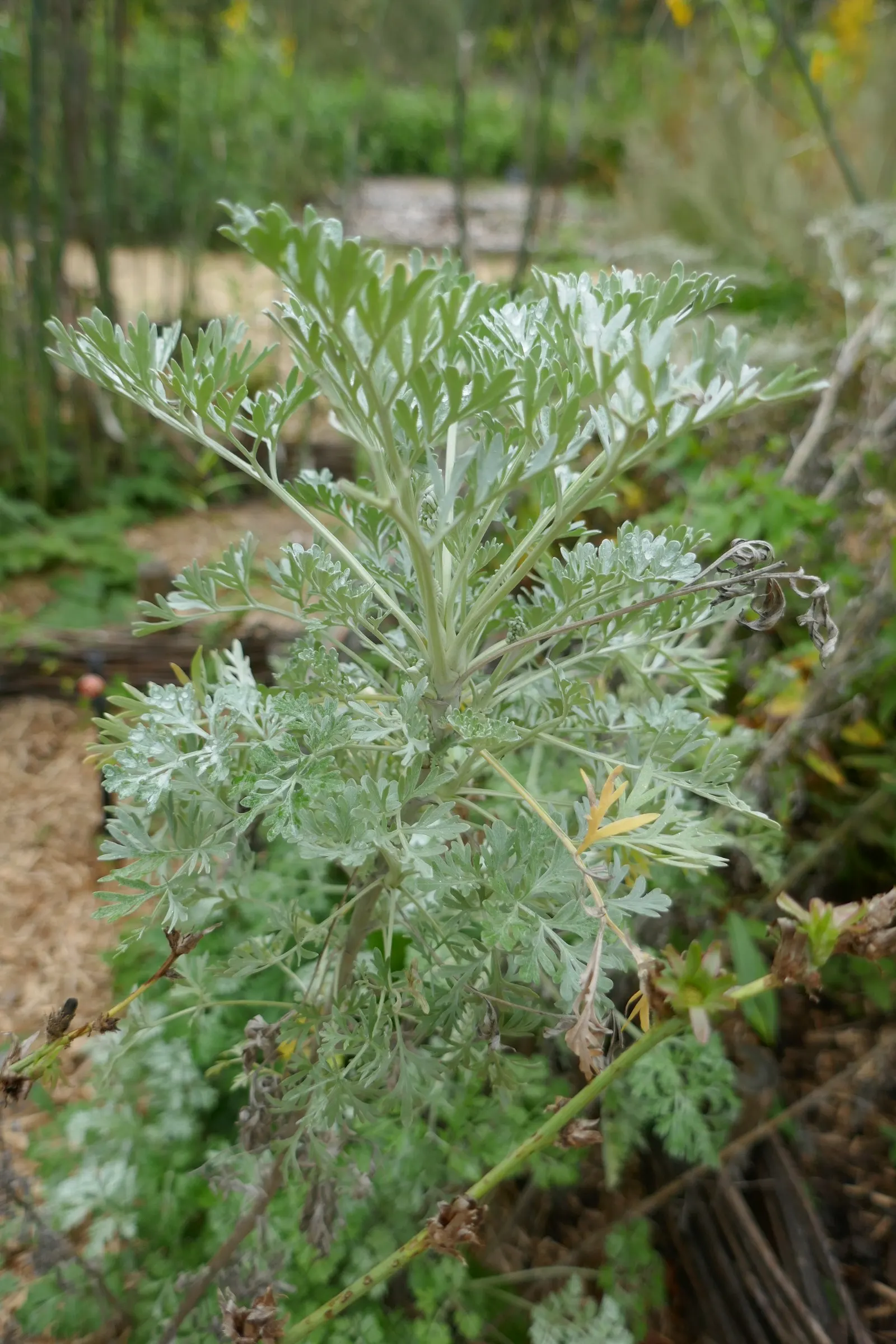 Common Wormwood, Absinth (Artemisia Absinthium) — it provides a natural pest repellent quality; offering a tactile as well as a visual appeal