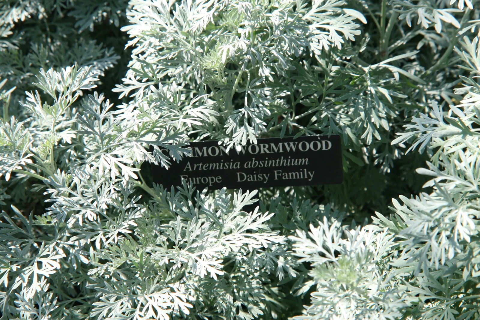 Common Wormwood, Absinth (Artemisia Absinthium) — This drought-tolerant species grows 2-4 feet in height and spreads 2-3 feet wide