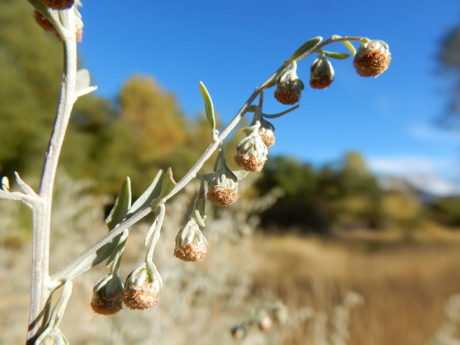 Common Wormwood, Absinth (Artemisia Absinthium) — yellowish-green flowers arranged in nodding clusters on its branched stems; invigorating the, image 64