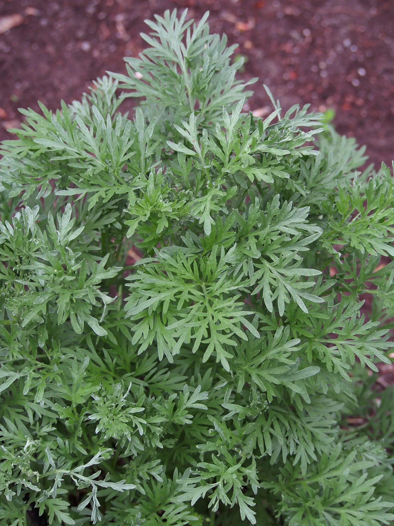 Common Wormwood, Absinth (Artemisia Absinthium) — albeit not overtly ornamental; occasional pruning can be employed to maintain its compact shape, image 65