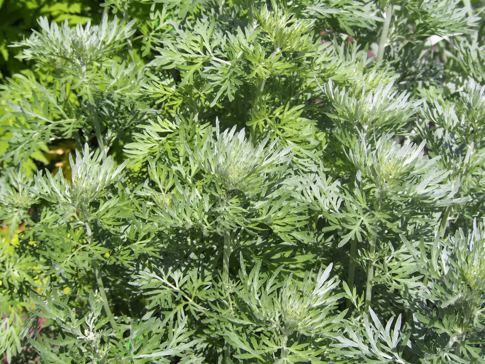 Common Wormwood, Absinth (Artemisia Absinthium) — invigorating the landscape with gentle movement.<br><br>Wormwood thrives in USDA hardiness zones, image 67