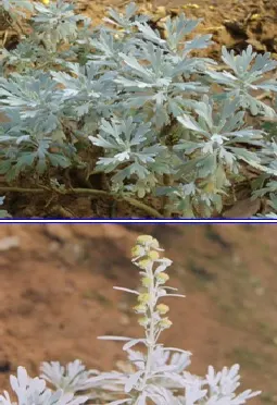 Common Wormwood, Absinth (Artemisia Absinthium) — when incorporating this herb into a landscape design
