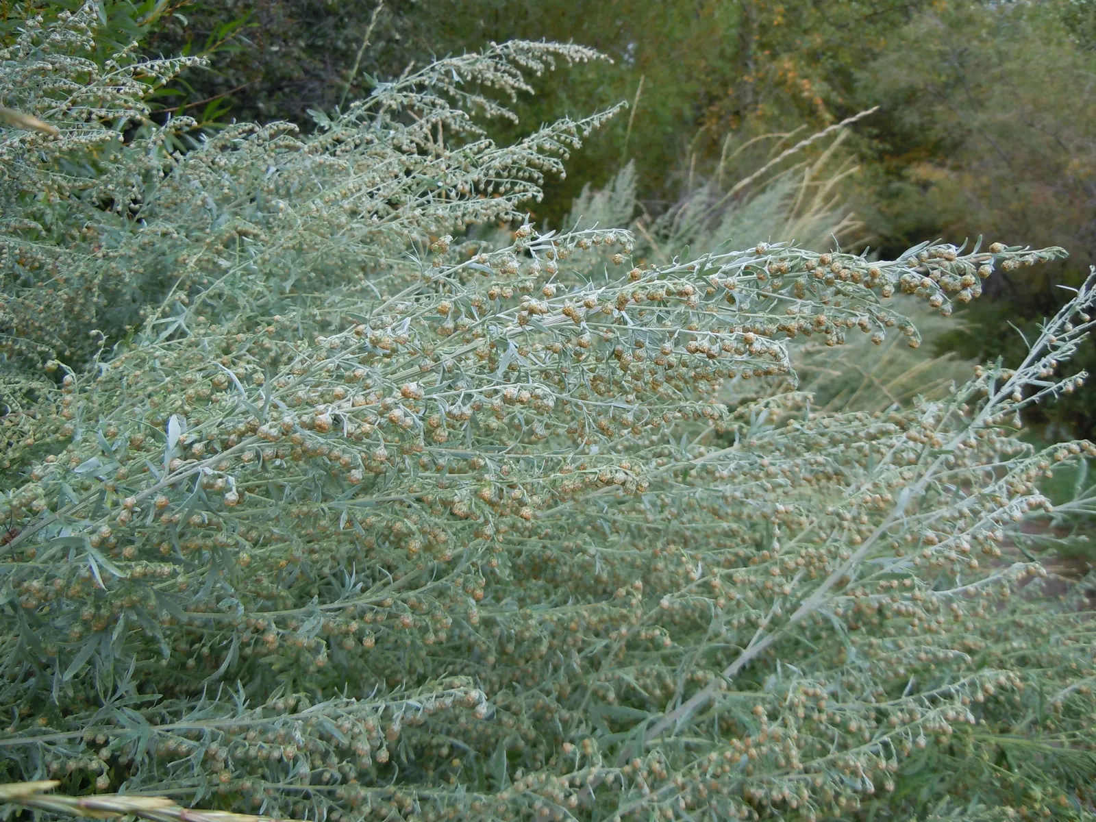Common Wormwood, Absinth (Artemisia Absinthium) — This species typically reaches heights of 2 to 3 feet with a similar spread; and its practical, image 62
