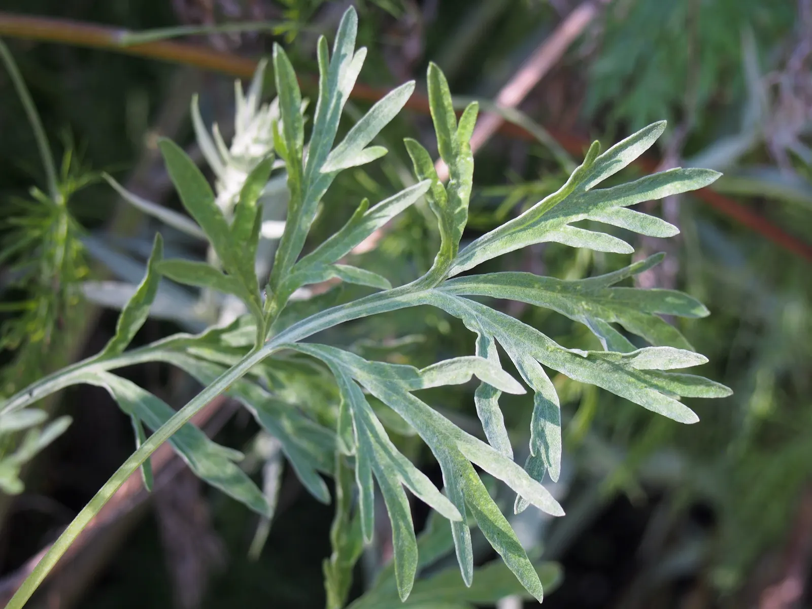 Common Wormwood, Absinth (Artemisia Absinthium) — widely recognized as Common Wormwood or Absinthe Wormwood; ripple through the garden when stirred, image 60