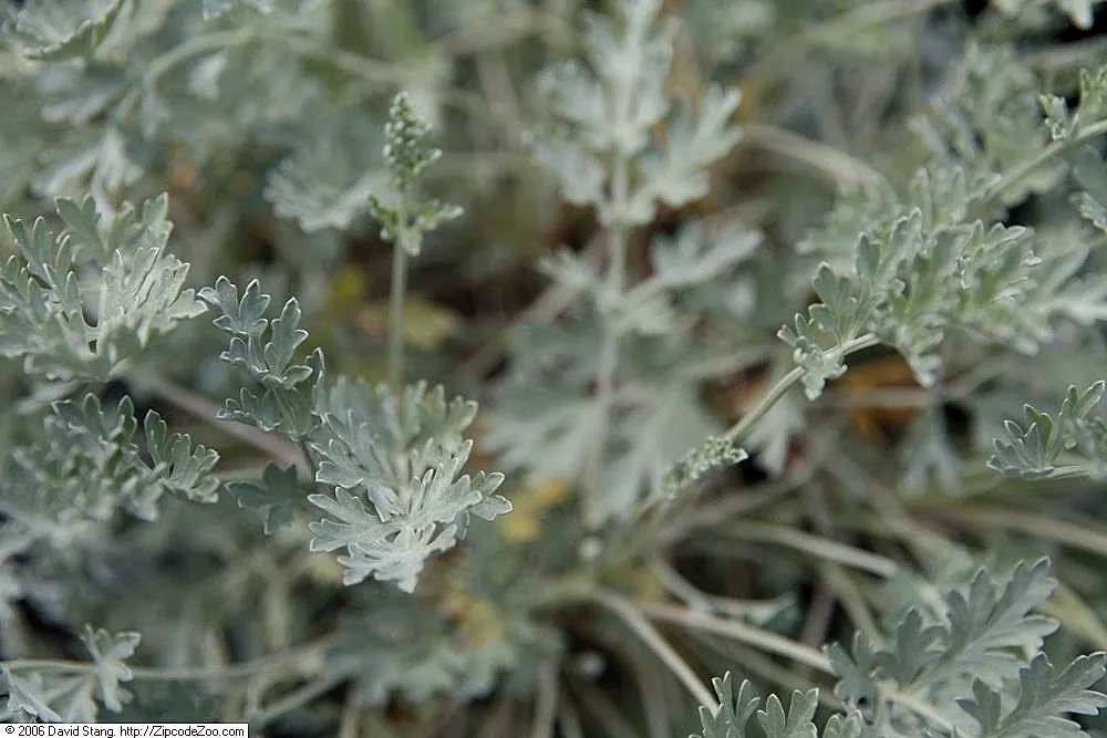 Common Wormwood, Absinth (Artemisia Absinthium) — offering a tactile as well as a visual appeal; widely recognized as Common Wormwood or Absinthe Wormwood