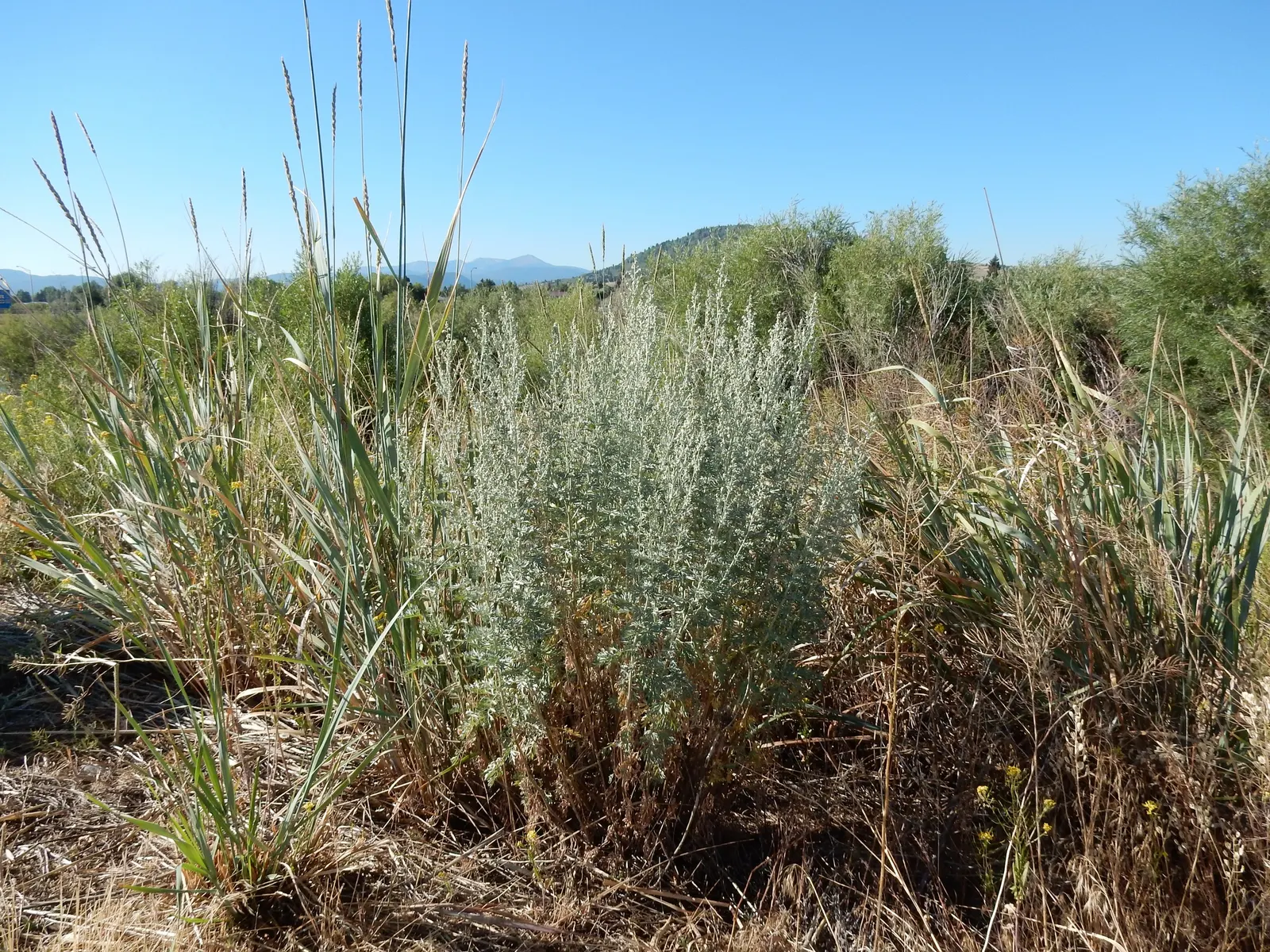 Common Wormwood, Absinth (Artemisia Absinthium) — commonly known as Common Wormwood or Absinth