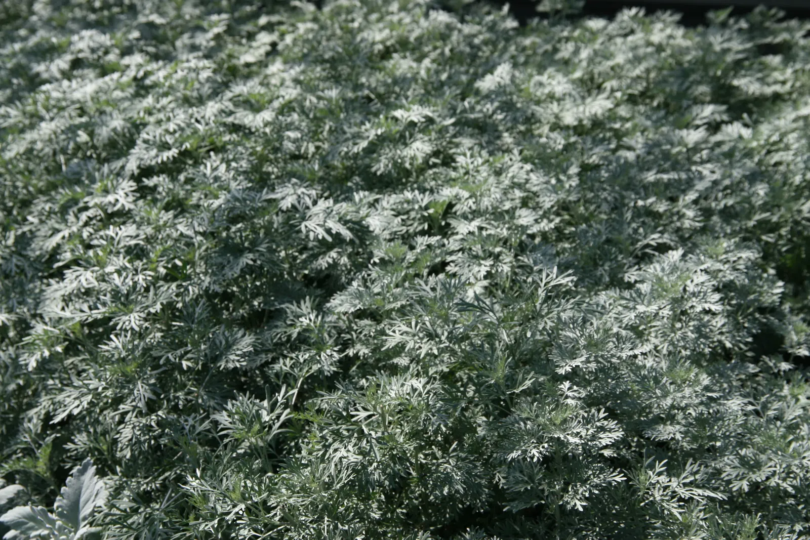 Common Wormwood, Absinth (Artemisia Absinthium) — Its aromatic foliage is also known to repel pests, making it a practical choice for garden borders, image 32