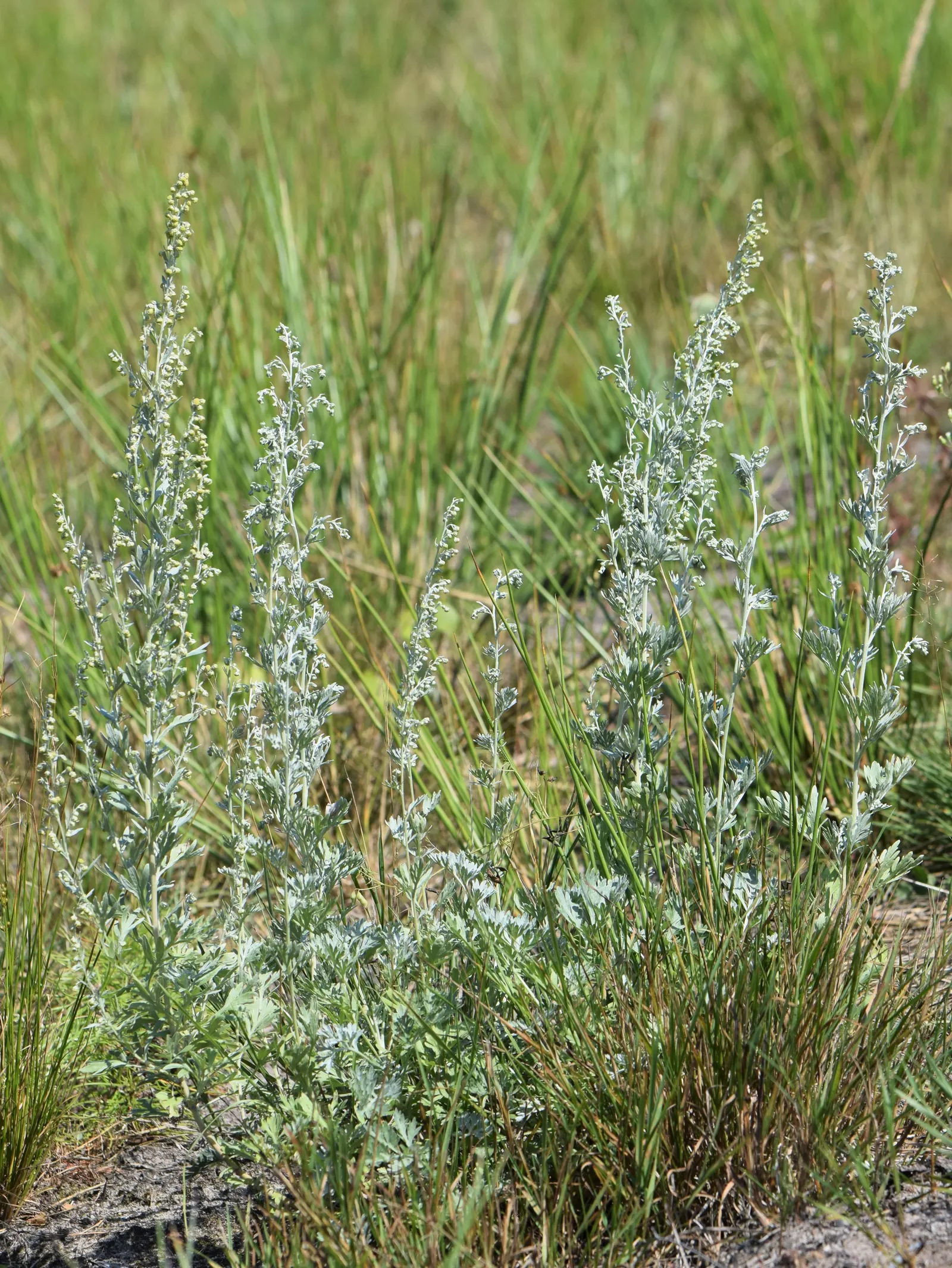 Common Wormwood, Absinth (Artemisia Absinthium) — This species typically reaches heights of 2 to 3 feet with a similar spread; and its practical applications