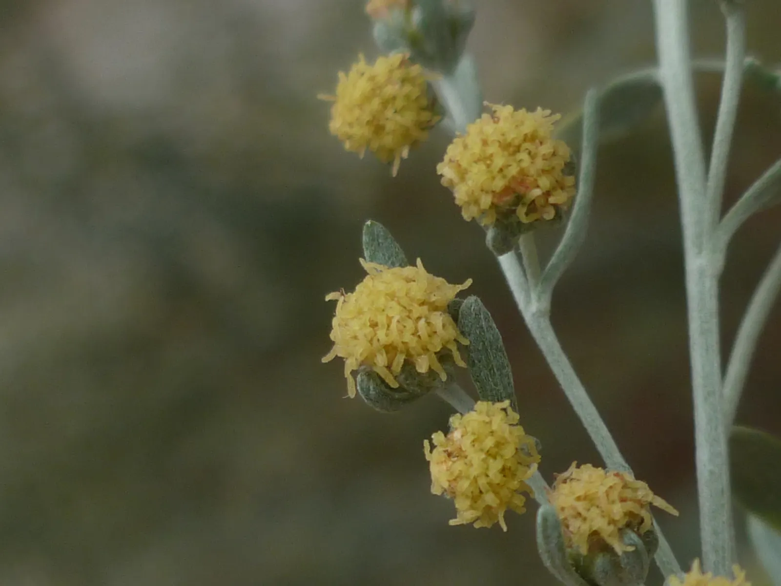 Common Wormwood, Absinth (Artemisia Absinthium) — when incorporating this herb into a landscape design, image 50