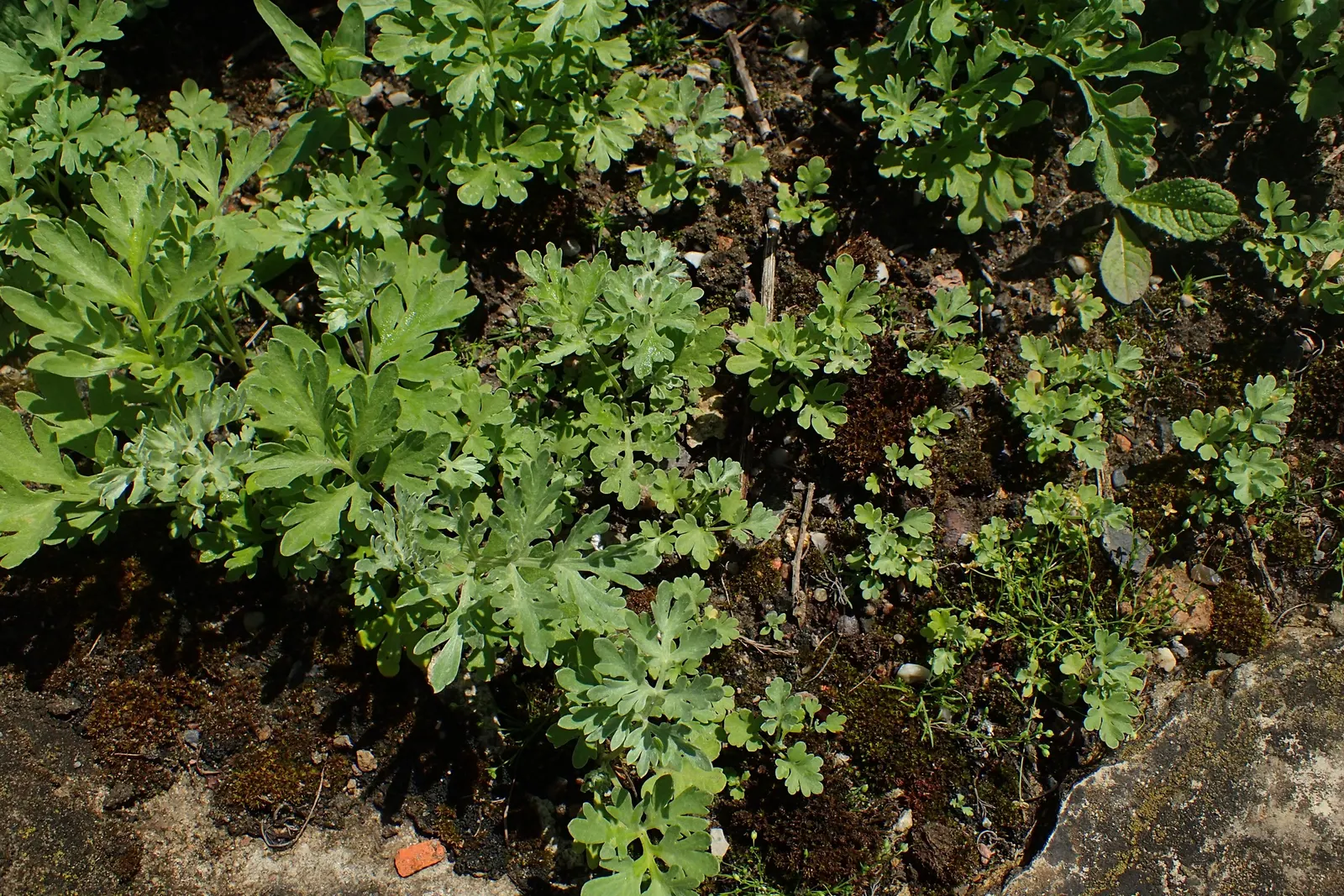Common Wormwood, Absinth (Artemisia Absinthium) — yellowish-green flowers arranged in nodding clusters on its branched stems; invigorating the landscape with