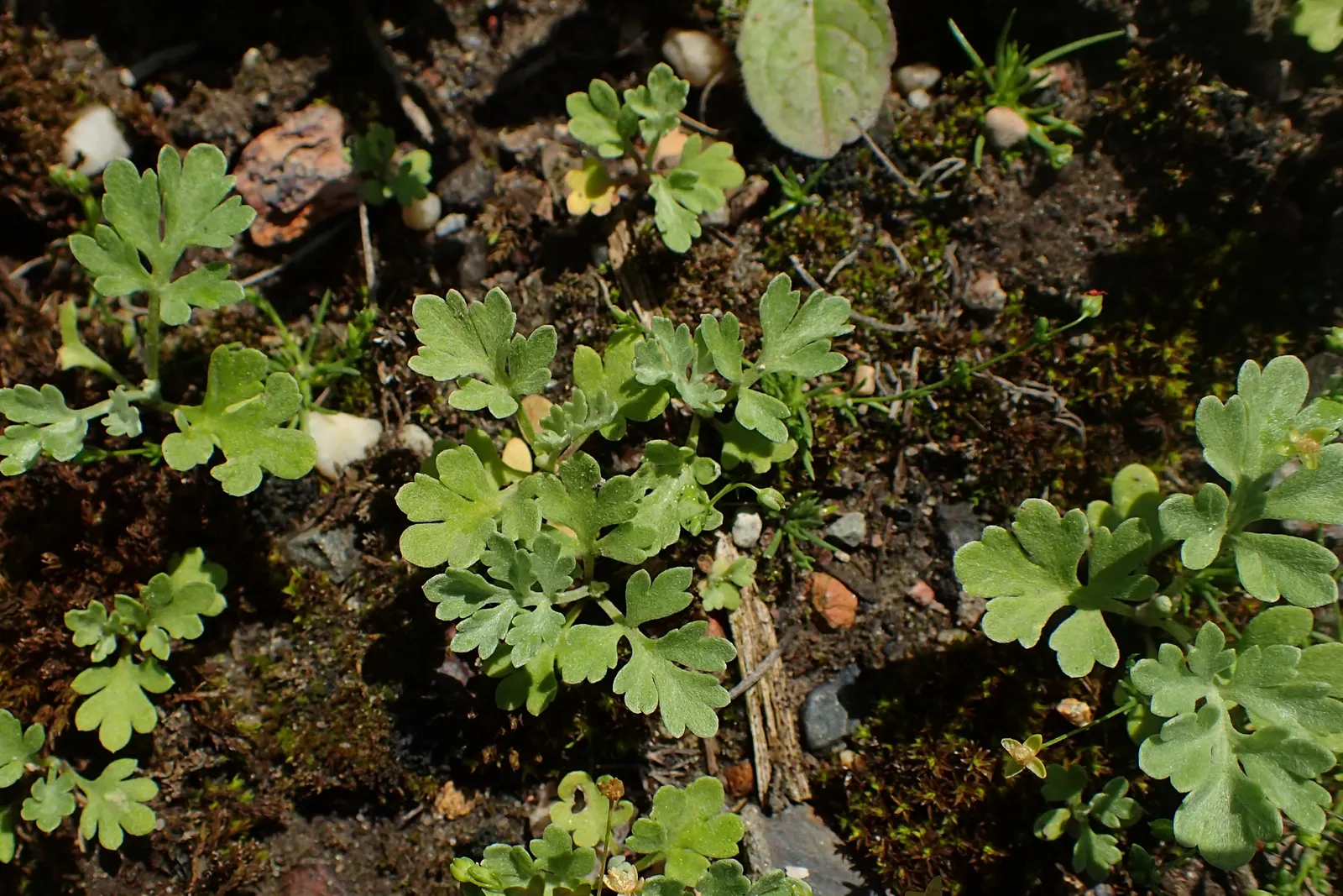 Common Wormwood, Absinth (Artemisia Absinthium) — The plant demands well-drained soil and is particularly tolerant of dry; it provides a natural pest repellent