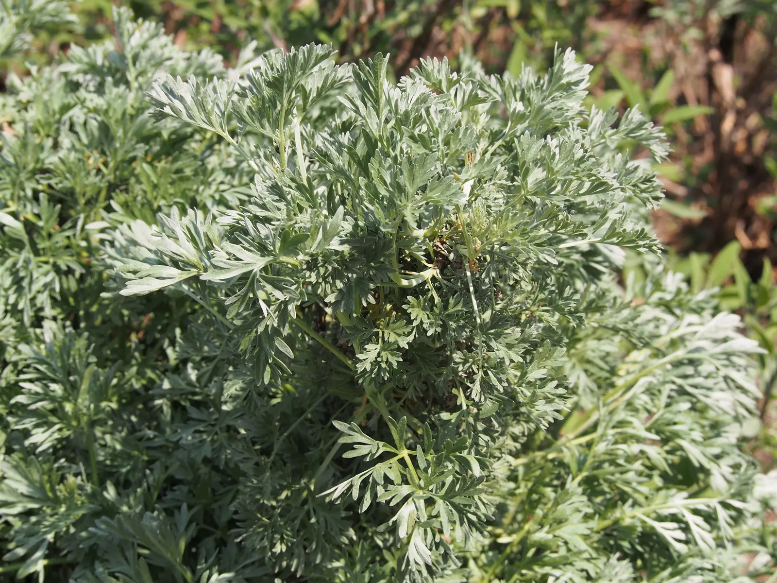 Common Wormwood, Absinth (Artemisia Absinthium) — yellowish-green flowers arranged in nodding clusters on its branched stems