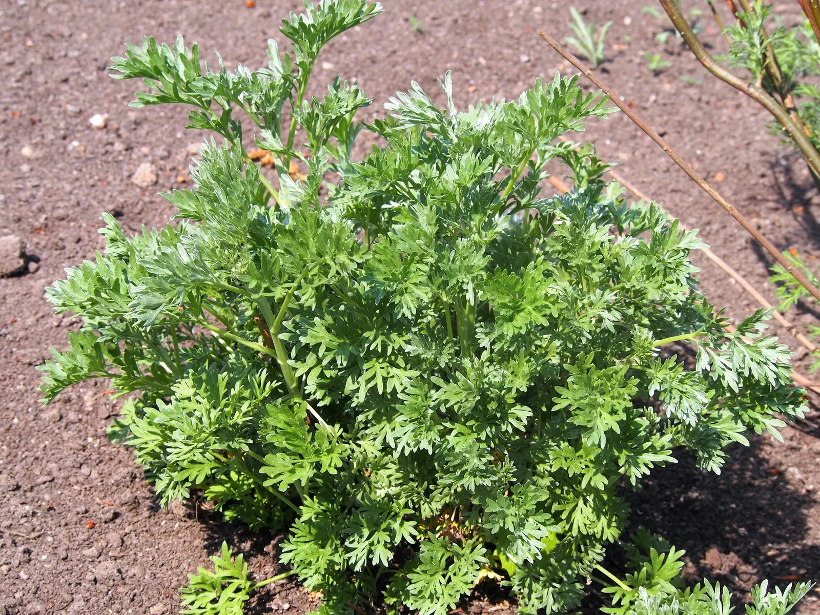 Common Wormwood, Absinth (Artemisia Absinthium) — requiring minimal attention once successfully situated; adding another layer of utility to its already