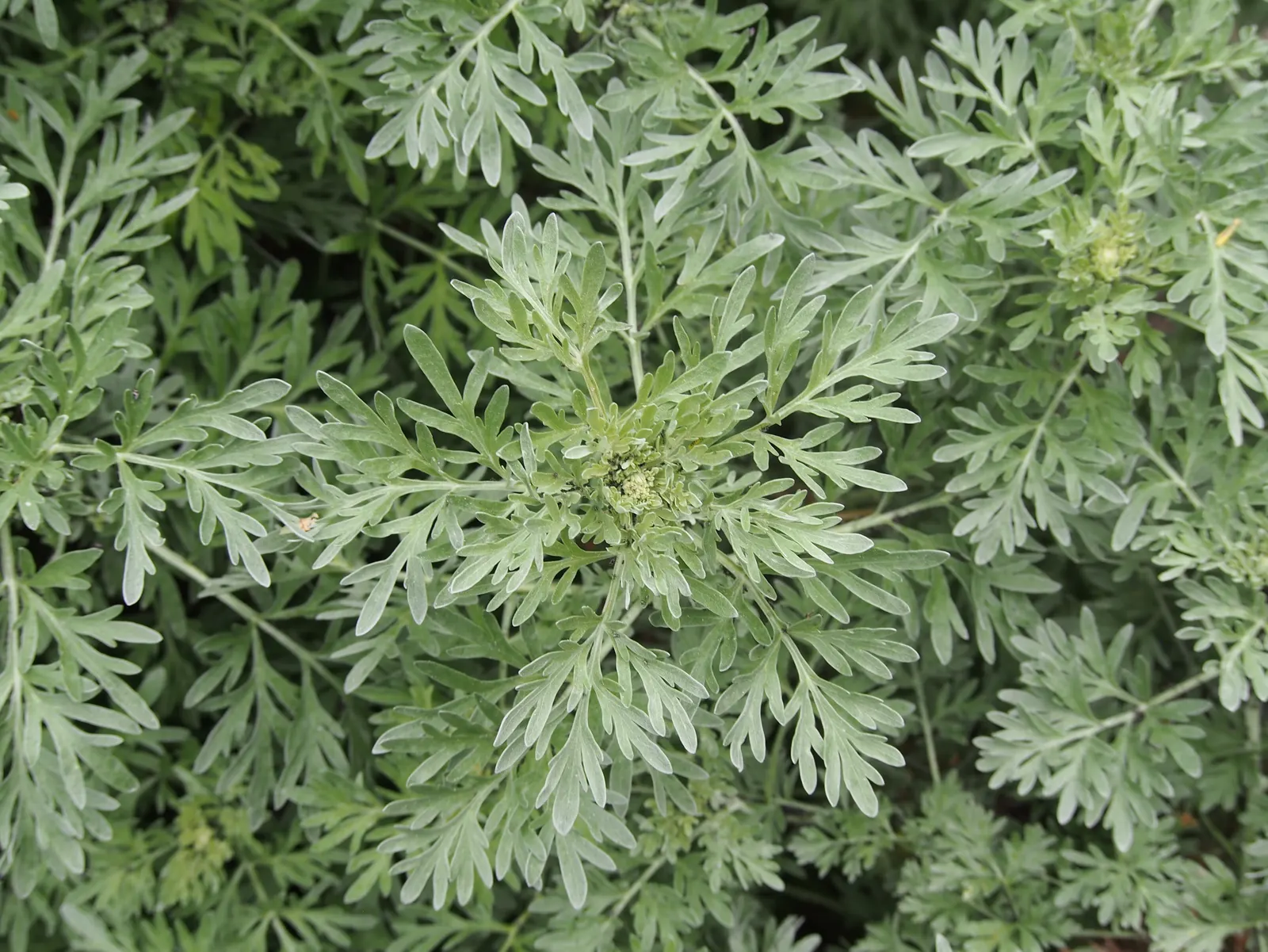 Common Wormwood, Absinth (Artemisia Absinthium) — it provides a natural pest repellent quality