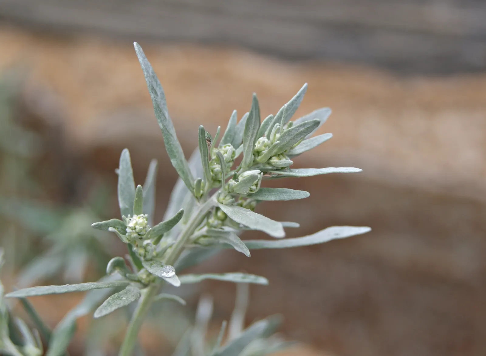 Common Wormwood, Absinth (Artemisia Absinthium) — is a perennial herb known for its distinctive silvery-gray foliage and inherent resilience