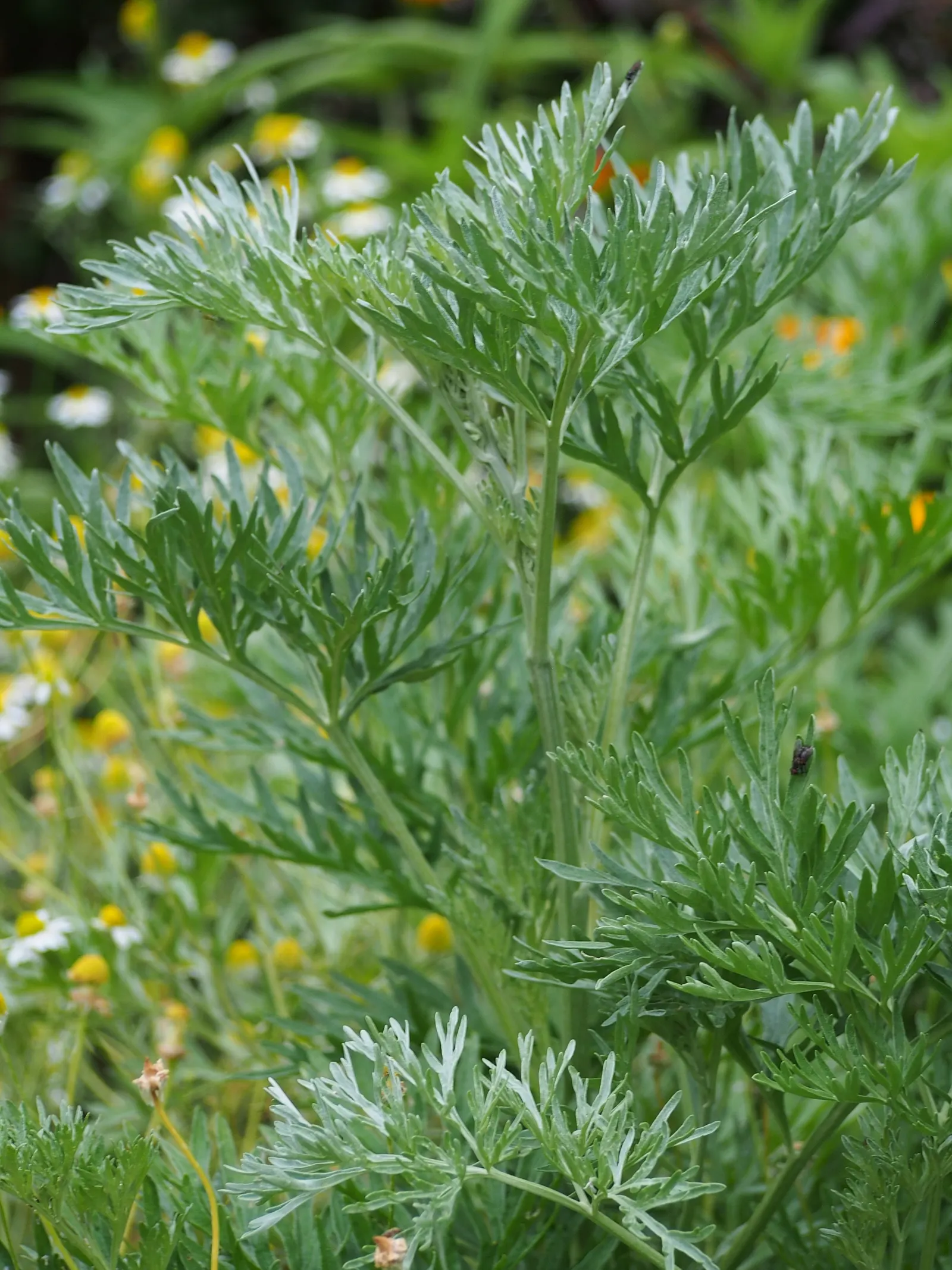 Common Wormwood, Absinth (Artemisia Absinthium) — it's well-adapted to withstand some cold and drought once established.<br><br>From a maintenance perspective
