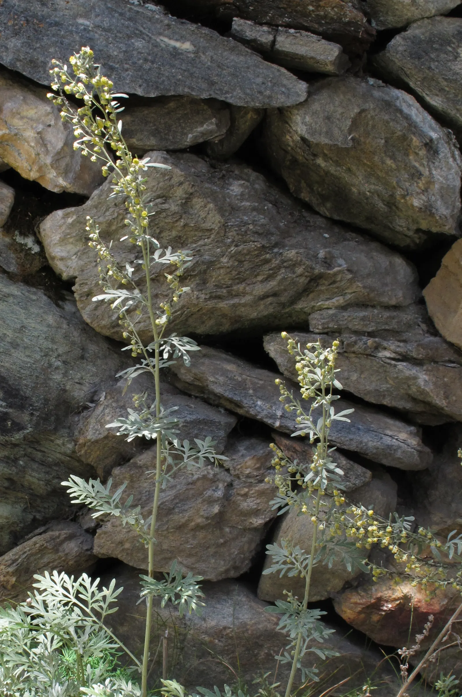 Common Wormwood, Absinth (Artemisia Absinthium) — perennial for full; consider its utility as a textural contrast to other garden plants
