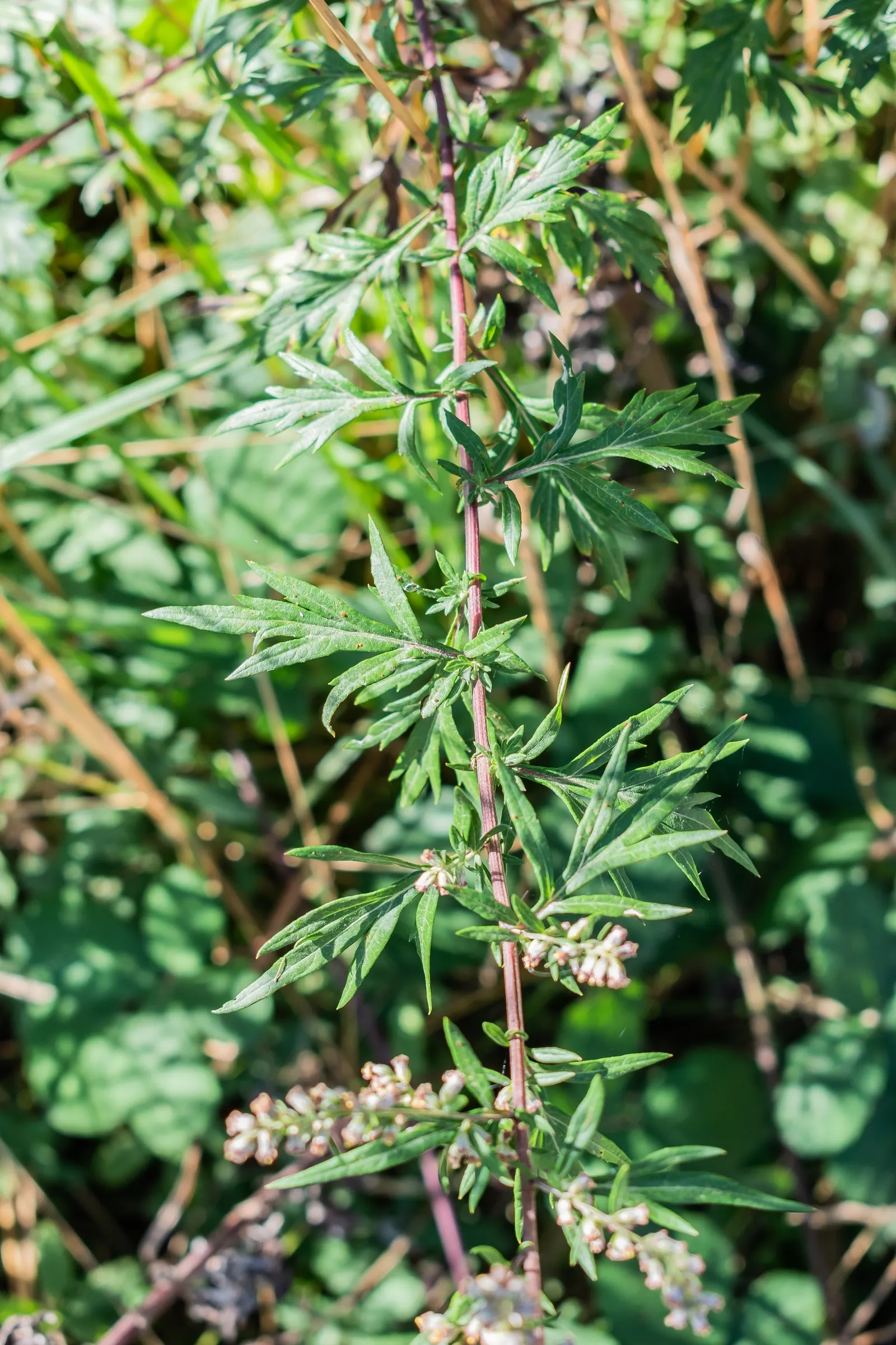 Common Wormwood, Absinth (Artemisia Absinthium) — preferring full sun exposure to develop its best leaf coloration and overall health