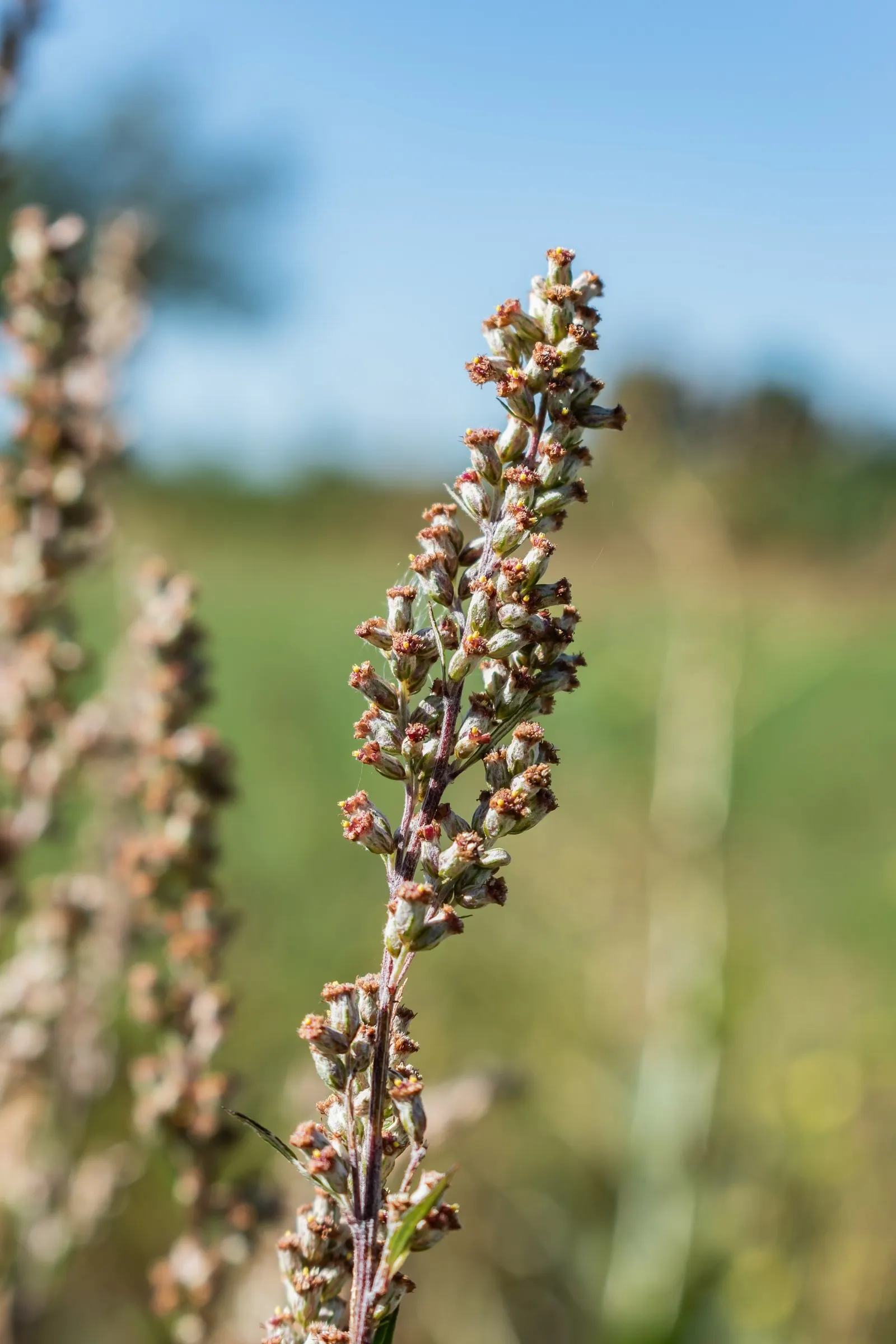 Common Wormwood, Absinth (Artemisia Absinthium) — is a perennial herb known for its distinctive silvery-gray foliage and inherent resilience, image 61