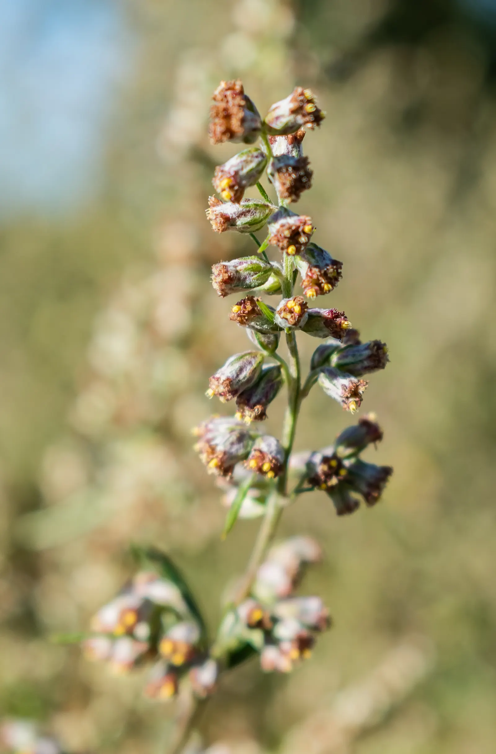 Common Wormwood, Absinth (Artemisia Absinthium) — consider its utility as a textural contrast to other garden plants; this drought-tolerant species grows 2-4
