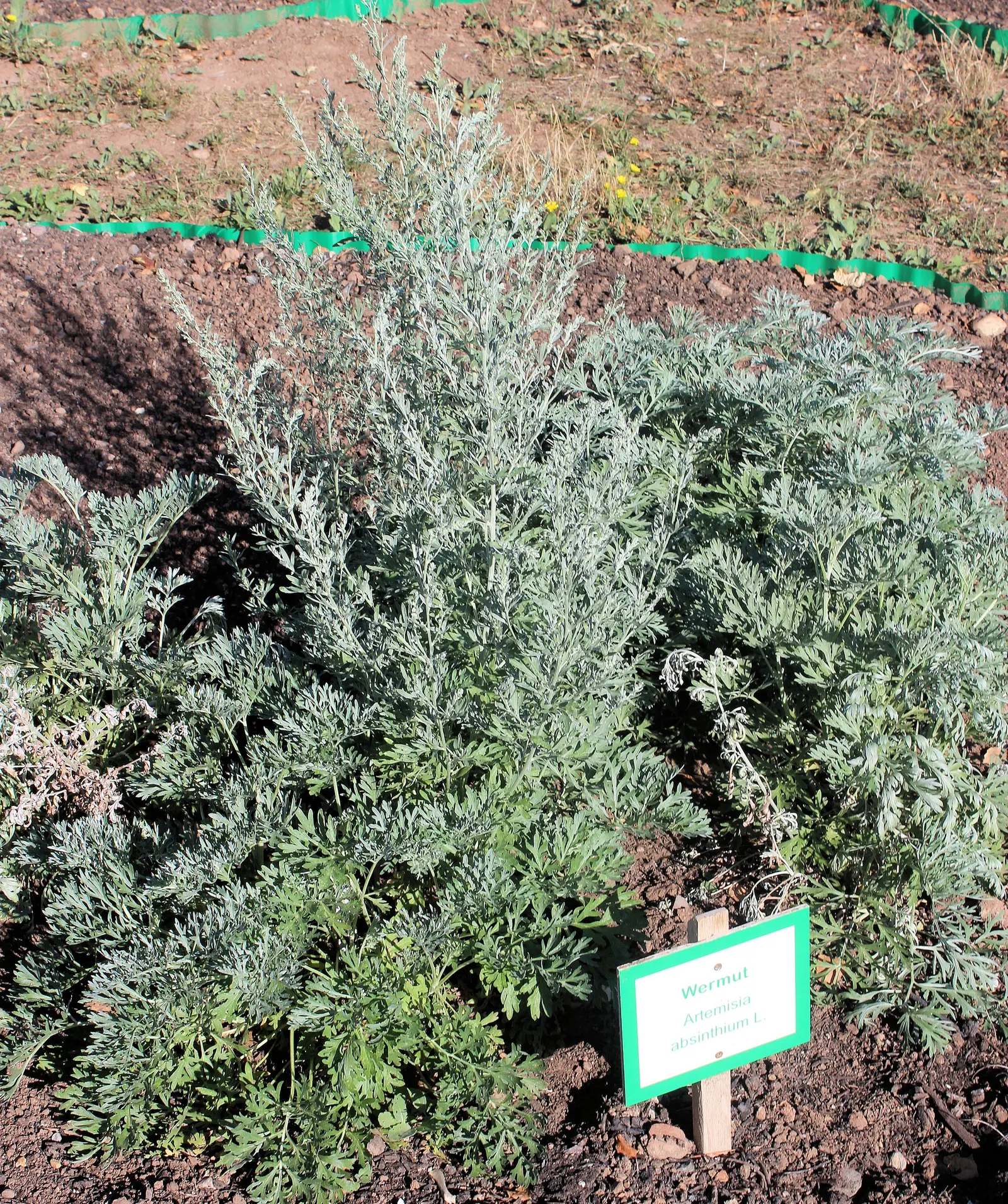 Common Wormwood, Absinth (Artemisia Absinthium) — Renowned for its use in absinthe, it thrives in full sun and well-drained soils
