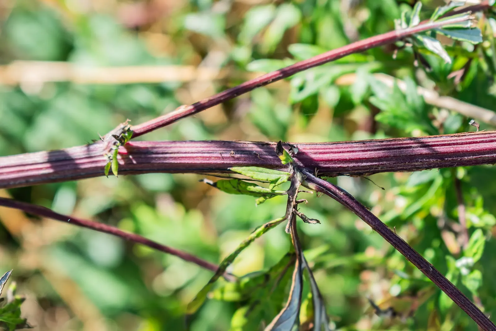 Common Wormwood, Absinth (Artemisia Absinthium) — Artemisia absinthium is a low-care specimen