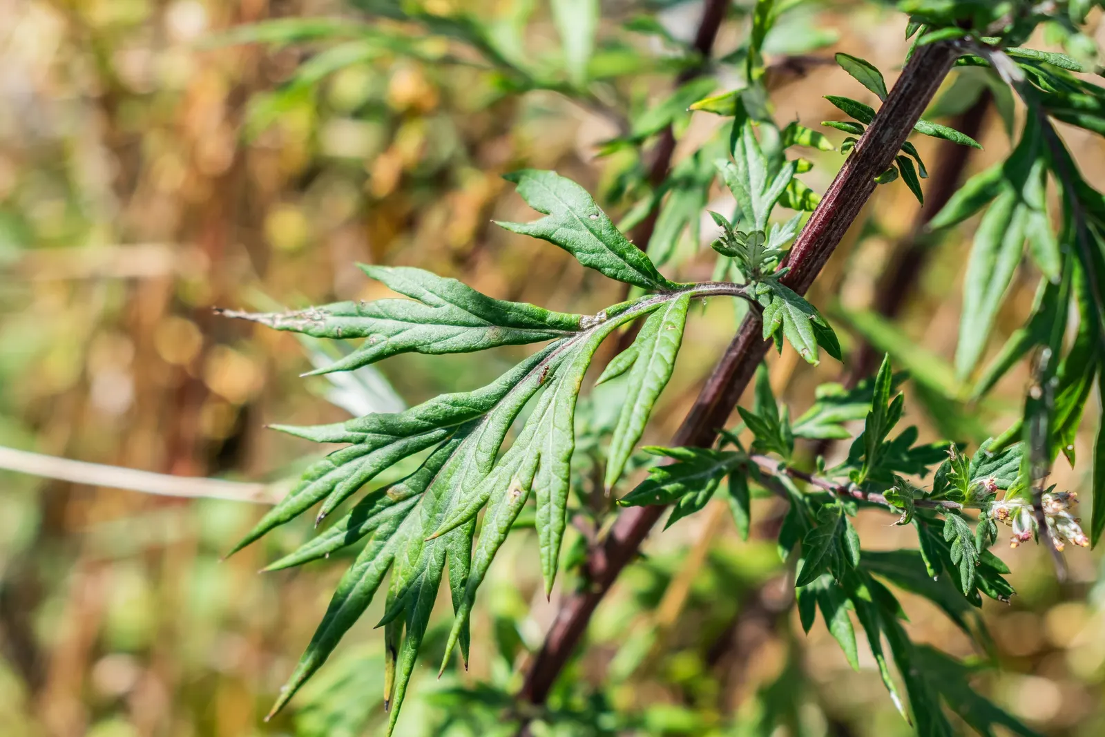 Common Wormwood, Absinth (Artemisia Absinthium) — offering a tactile as well as a visual appeal