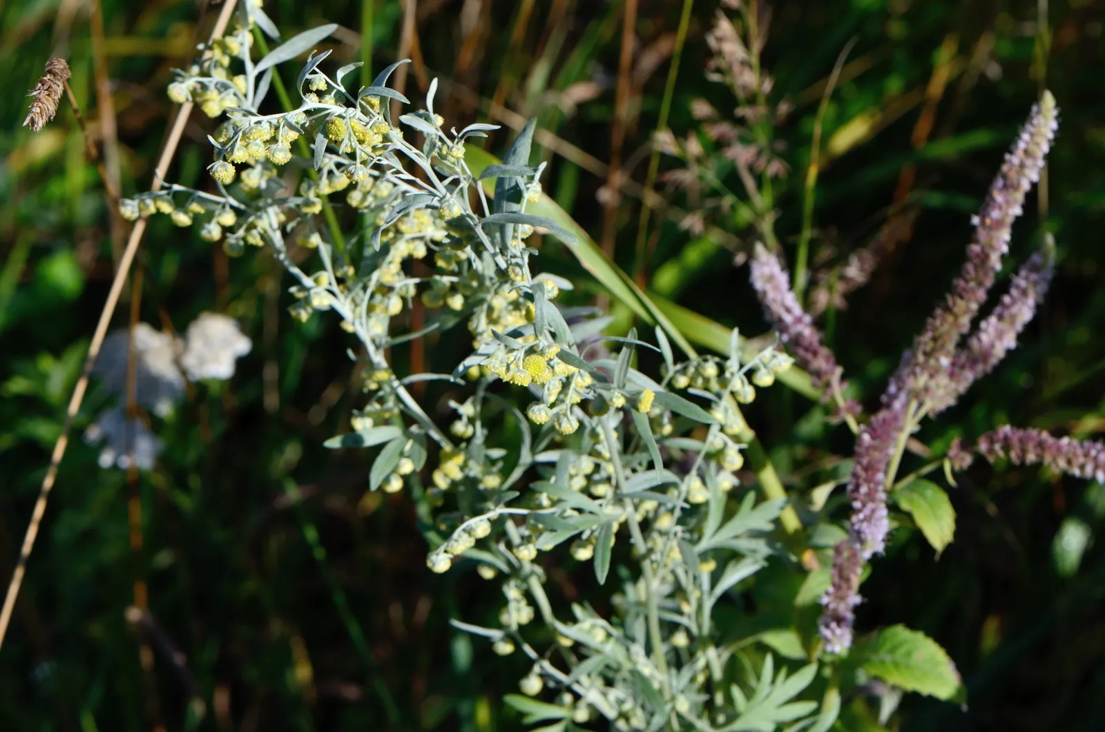 Common Wormwood, Absinth (Artemisia Absinthium) — perennial for full