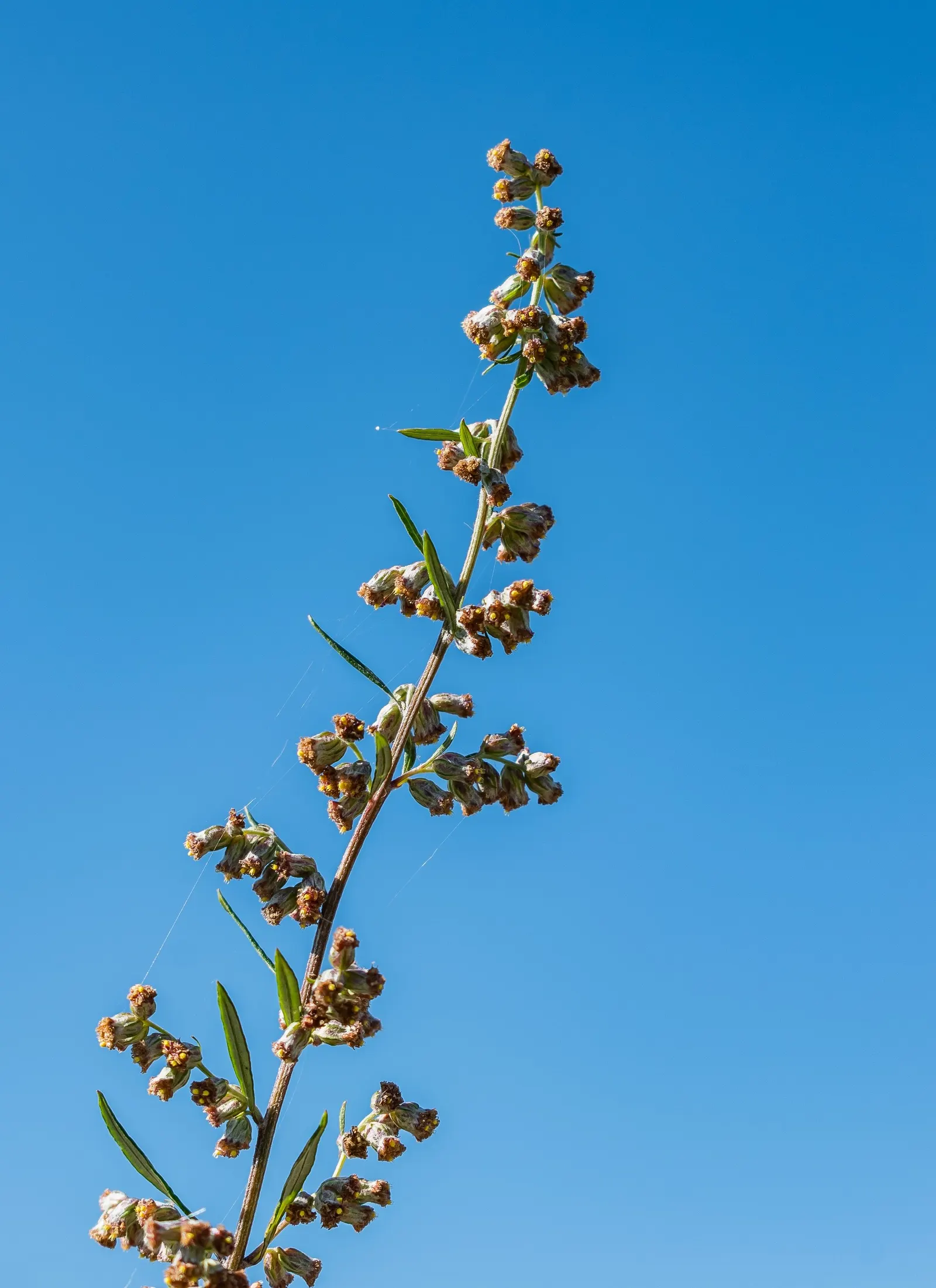 Common Wormwood, Absinth (Artemisia Absinthium) — Its aromatic foliage is also known to repel pests, making it a practical choice for garden borders, image 59