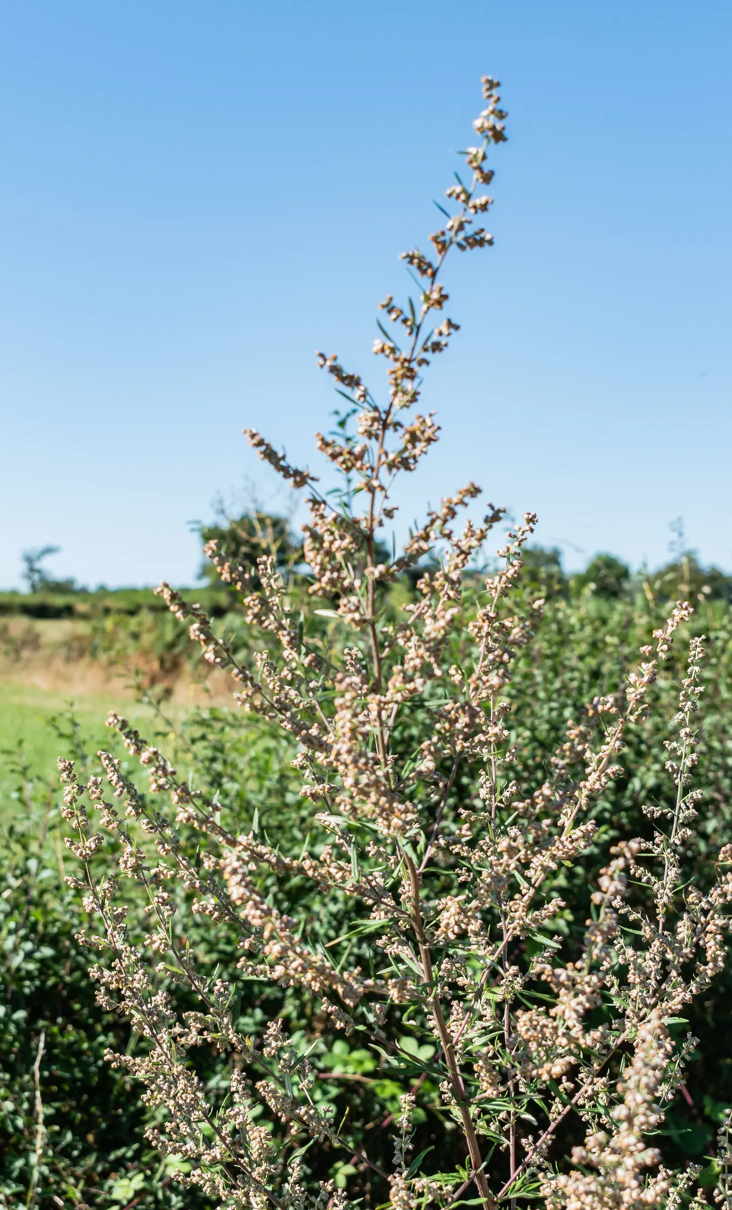 Common Wormwood, Absinth (Artemisia Absinthium) — ripple through the garden when stirred by the breeze; perennial for full, image 66