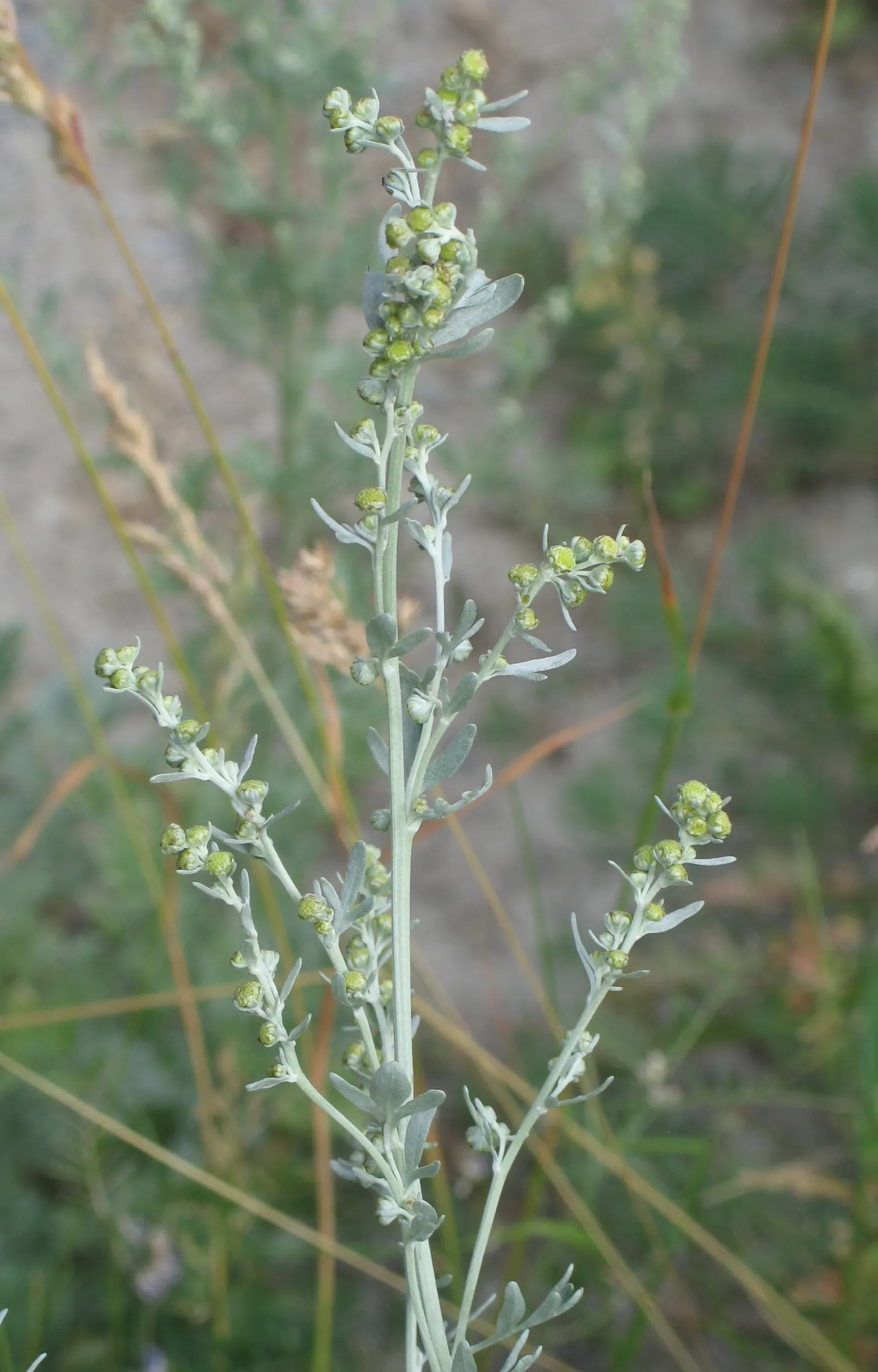Common Wormwood, Absinth (Artemisia Absinthium) — invigorating the landscape with gentle movement.<br><br>Wormwood thrives in USDA hardiness zones 4 to 9; is a
