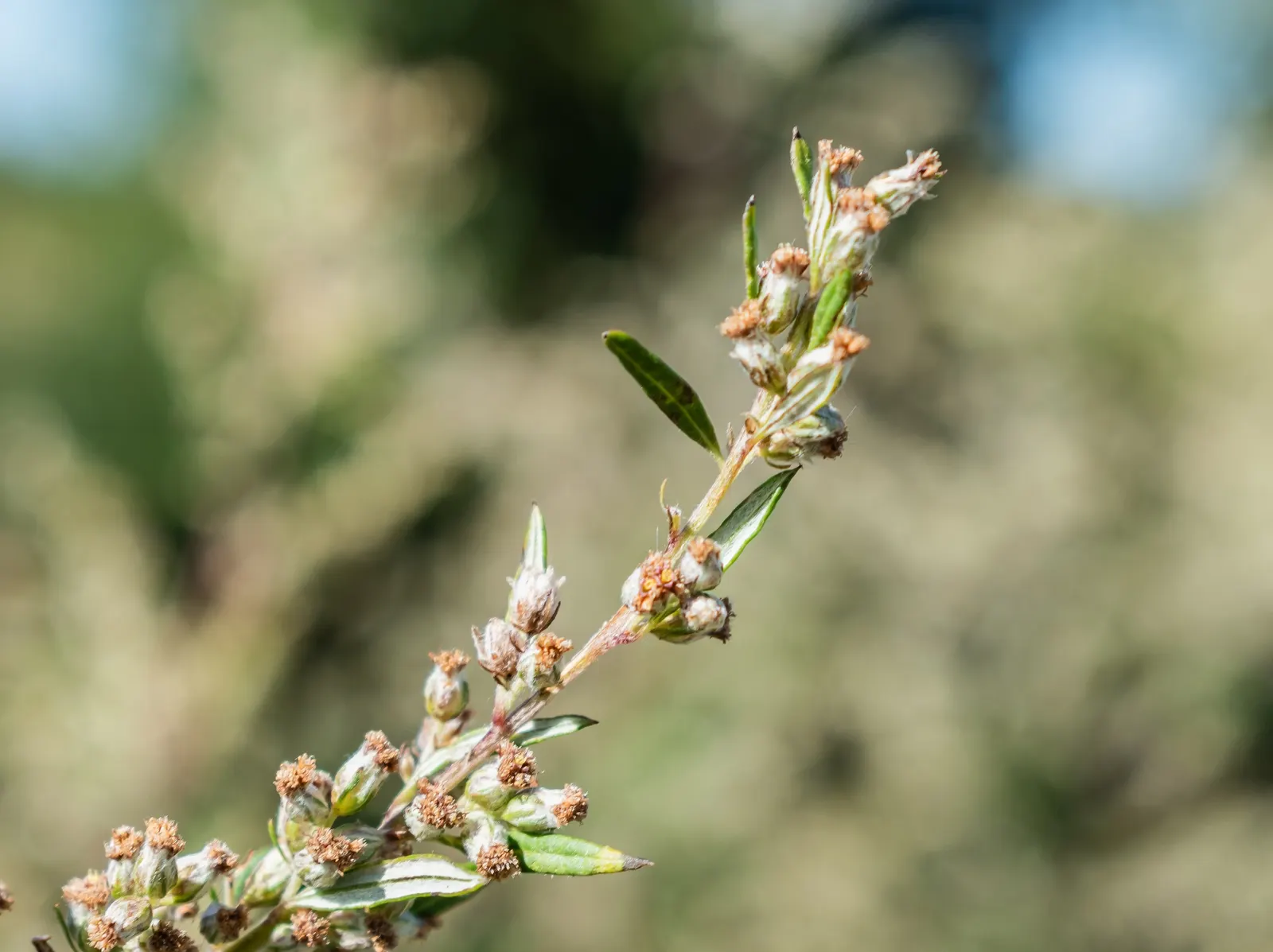 Common Wormwood, Absinth (Artemisia Absinthium) — Occasional pruning can be employed to maintain its compact shape and encourage vigorous growth