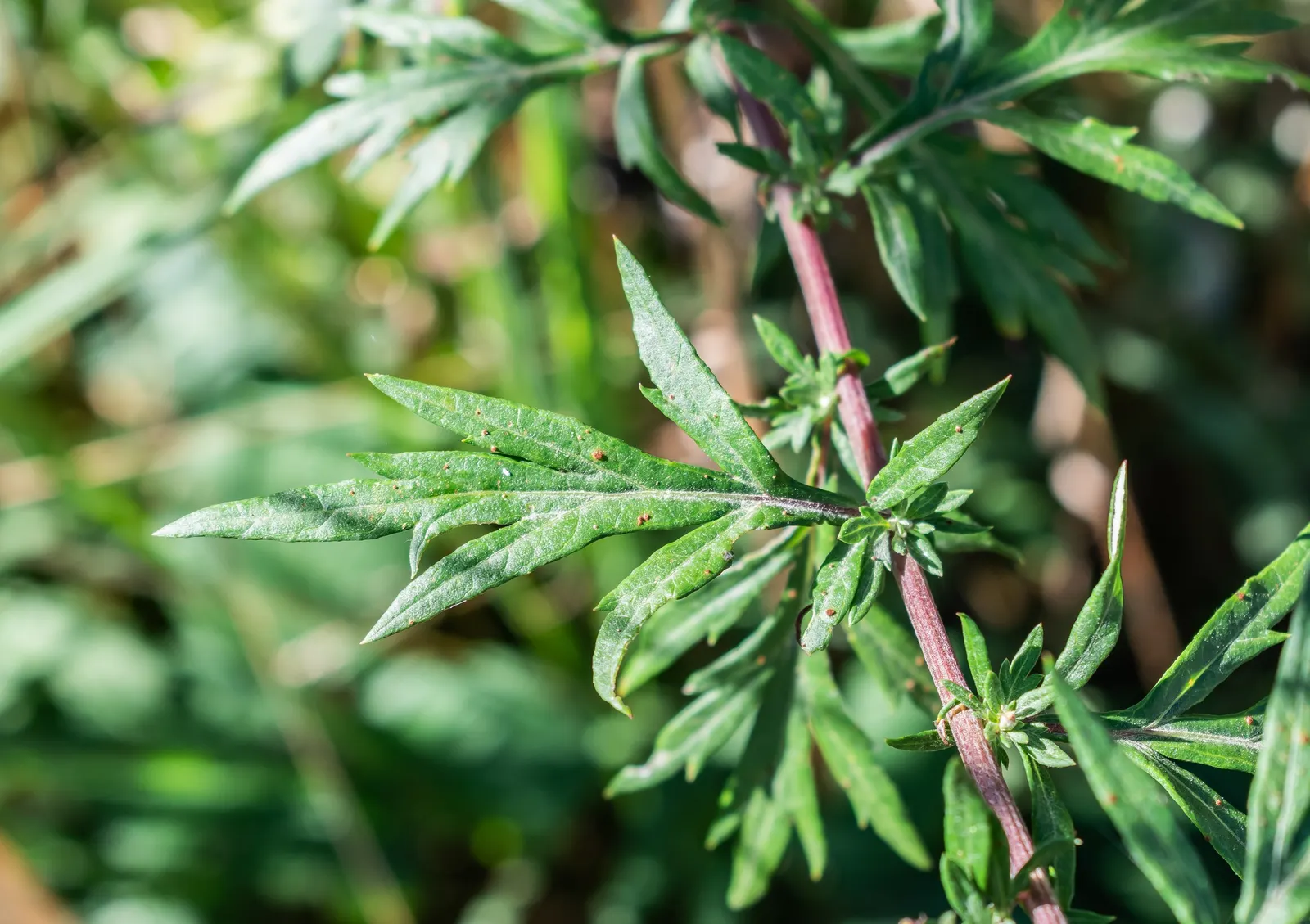 Common Wormwood, Absinth (Artemisia Absinthium) — Artemisia absinthium is a low-care specimen; the plant demands well-drained soil and is particularly tolerant