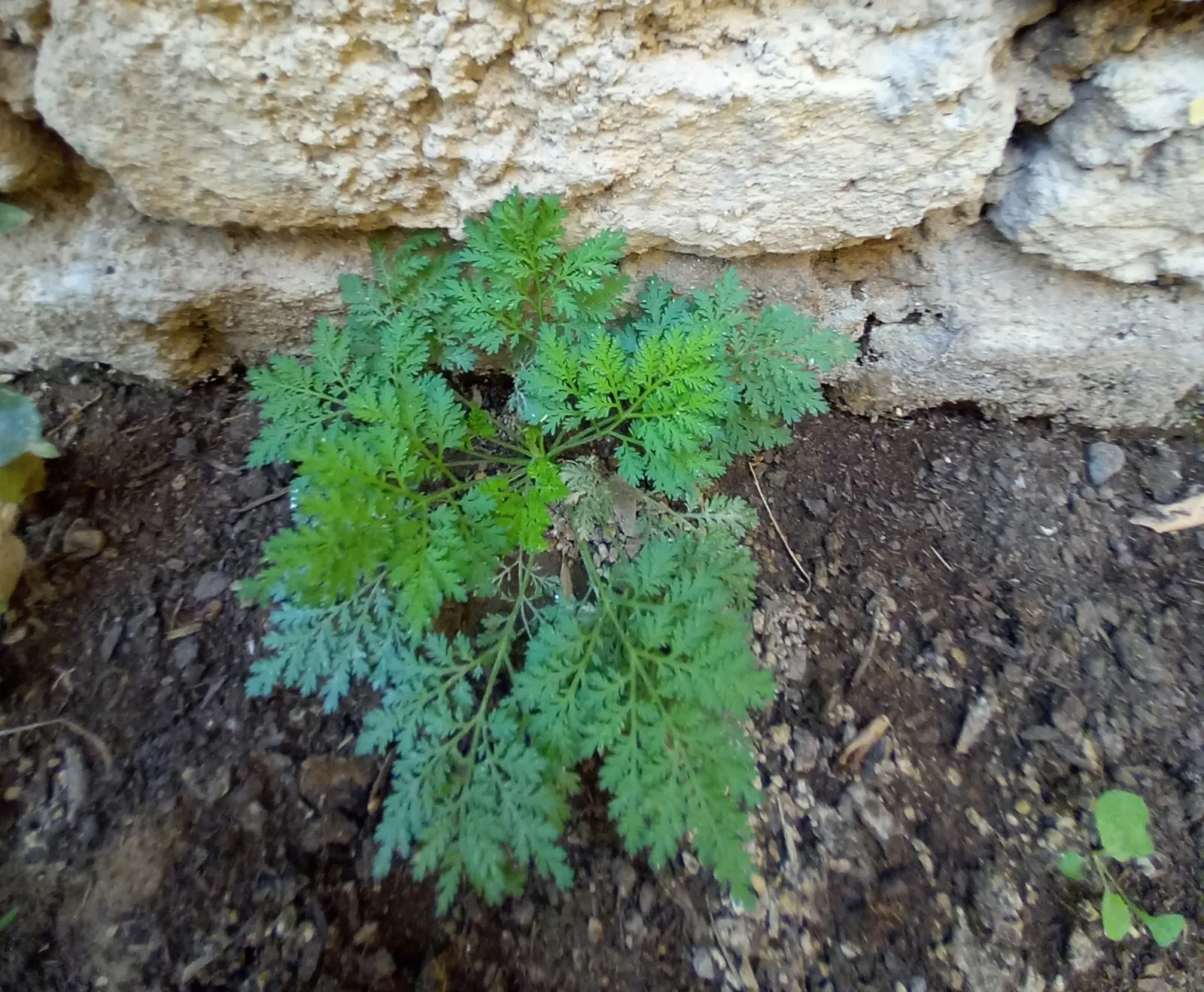 Common Wormwood, Absinth (Artemisia Absinthium) — its silver-hued leaves harmonizing amid a variety of greens