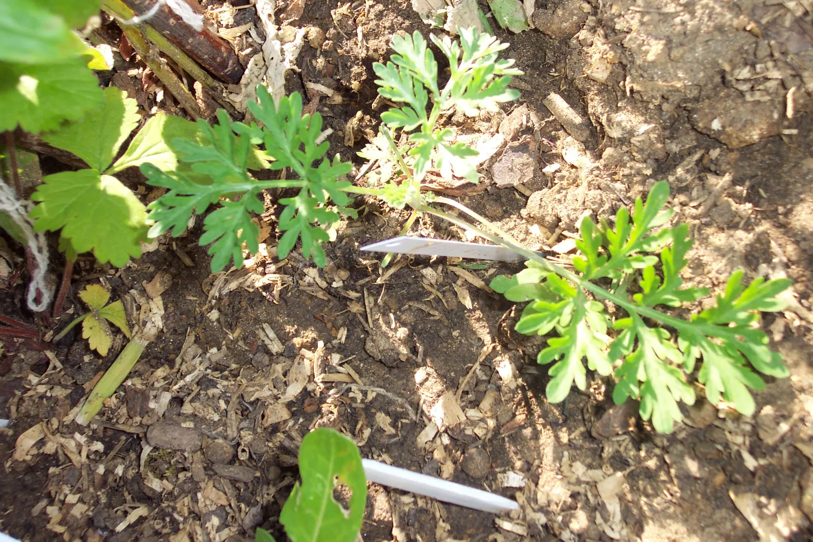 Common Wormwood, Absinth (Artemisia Absinthium) — making it fitting for xeriscaping or areas with low water availability; commonly known as Common Wormwood or