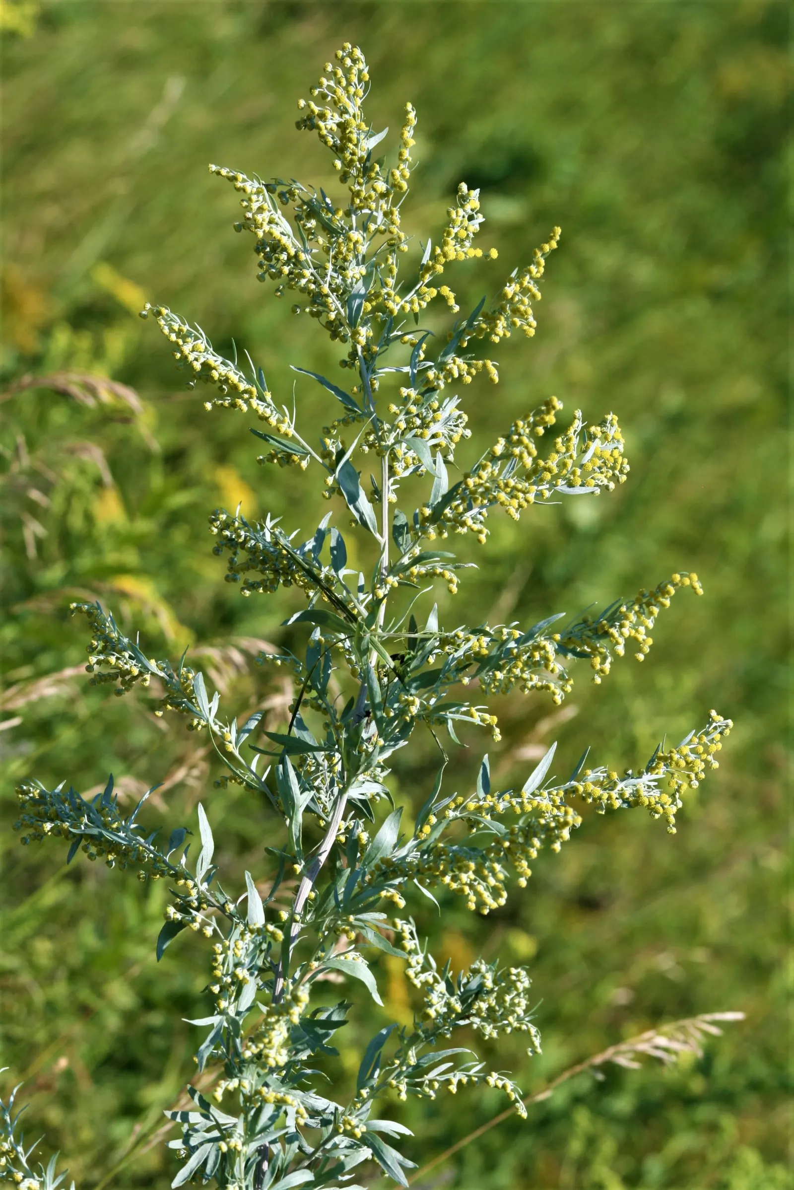 Common Wormwood, Absinth (Artemisia Absinthium) — preferring full sun exposure to develop its best leaf coloration and overall health, image 41